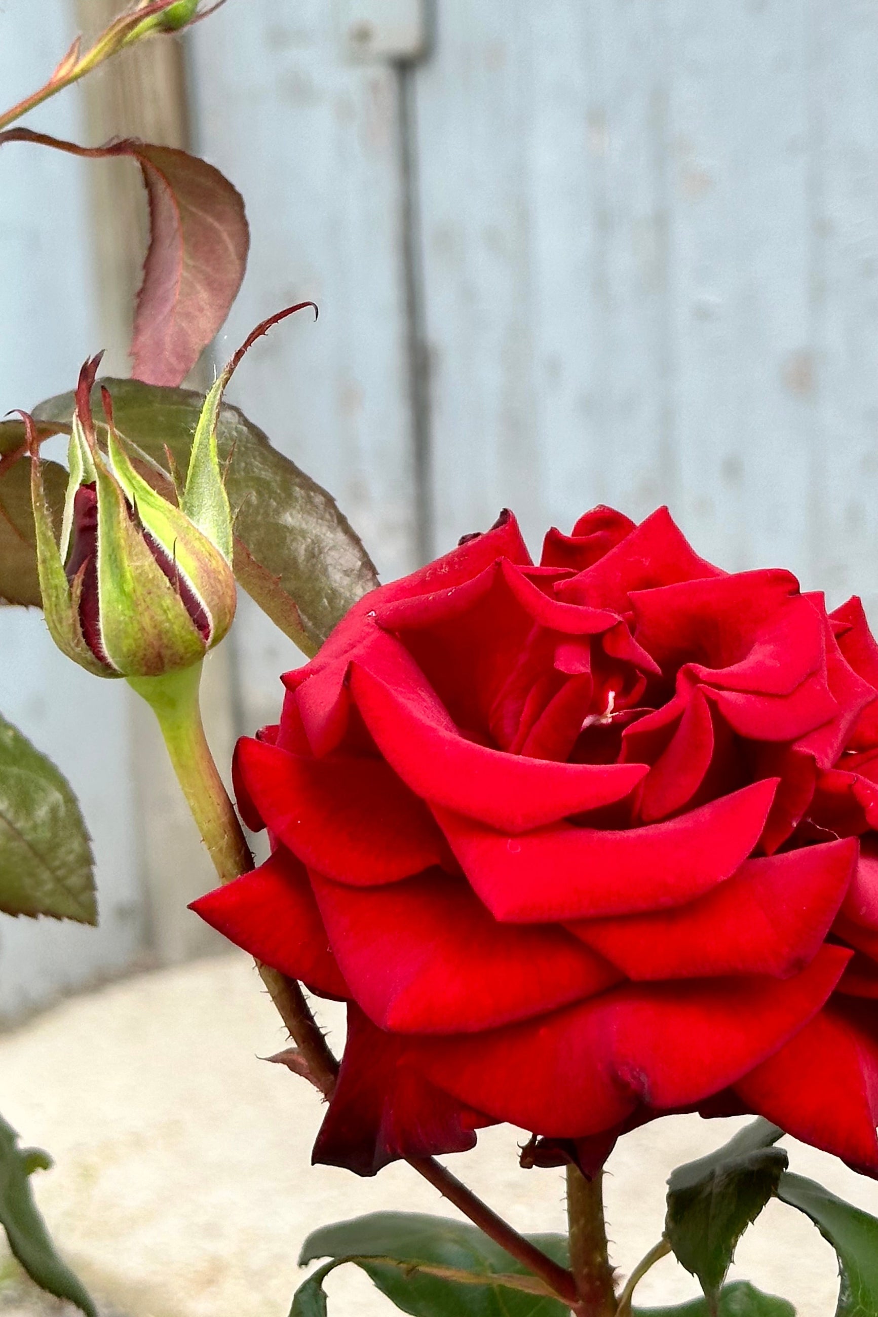 The sexy 'Black magic' rose in full bloom mid May at Sprout Home. ©Sprout Home