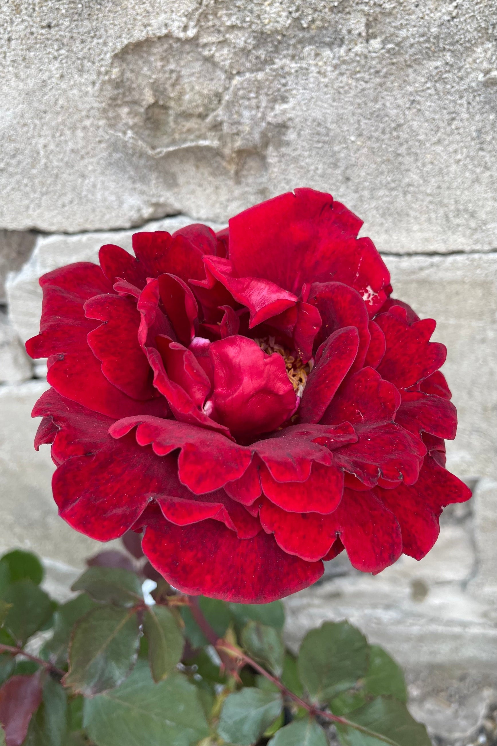 The open flower of the Rosa 'Don Juan' mid May with its ruffly red bloom. ©Sprout Home ©Sprout Home