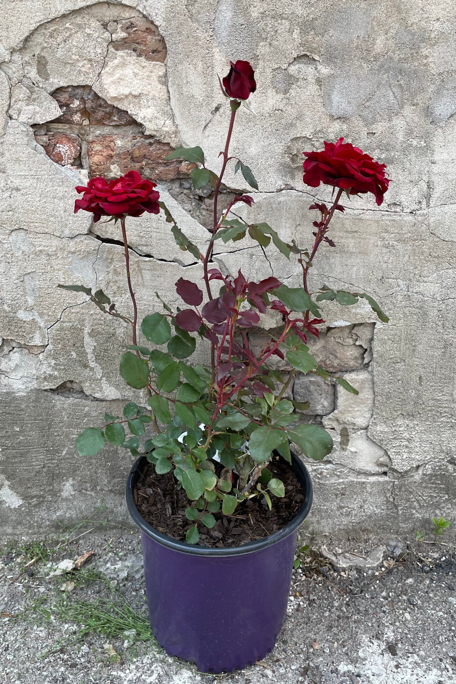 Rosa 'Don Juan' mid May with its open dark red flowers against a concrete wall. ©Sprout Home
