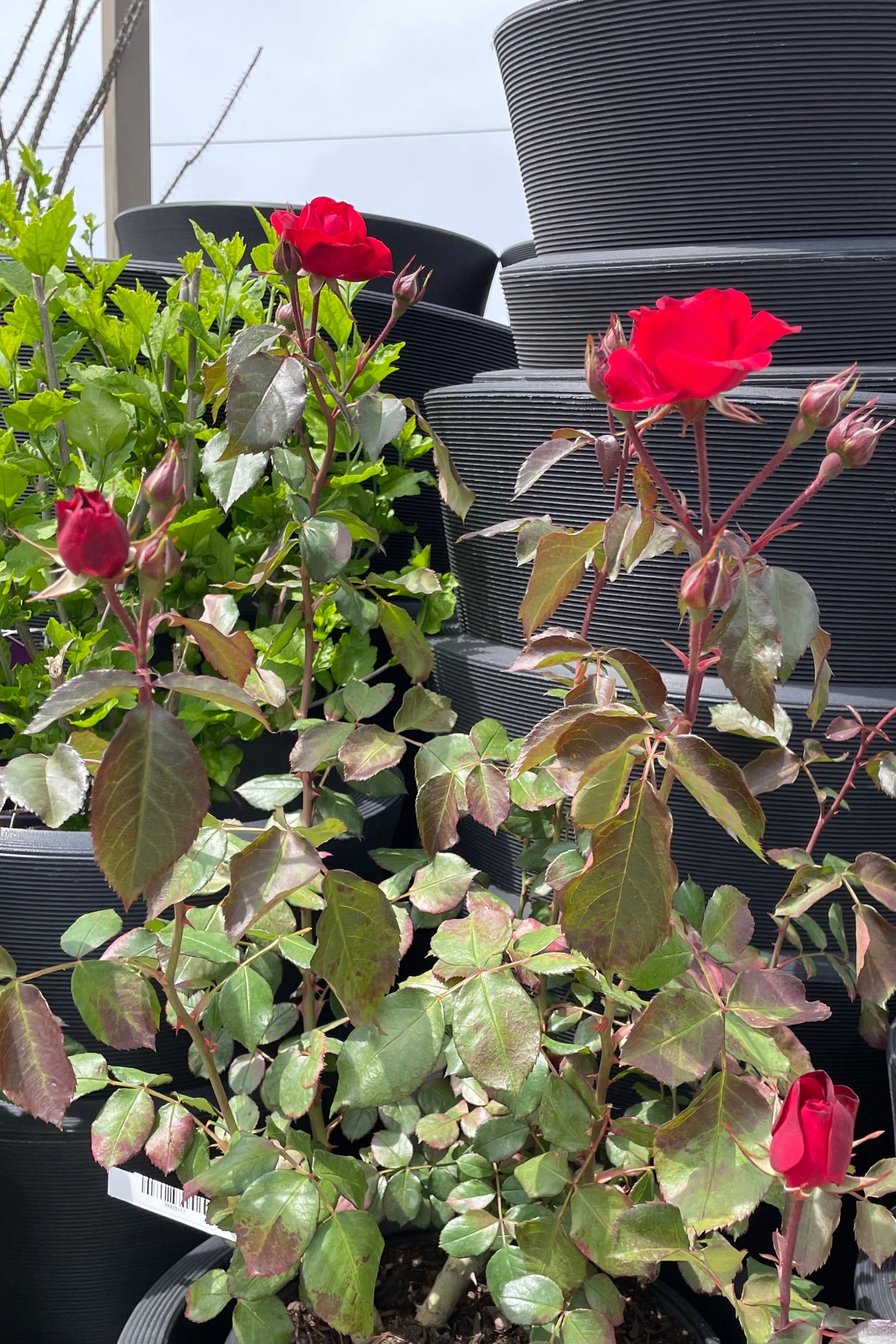 Rosa 'Europeana' in a #3 growers pot mid May beginning its blooms with sexy red vibrant flowers. ©Sprout Home