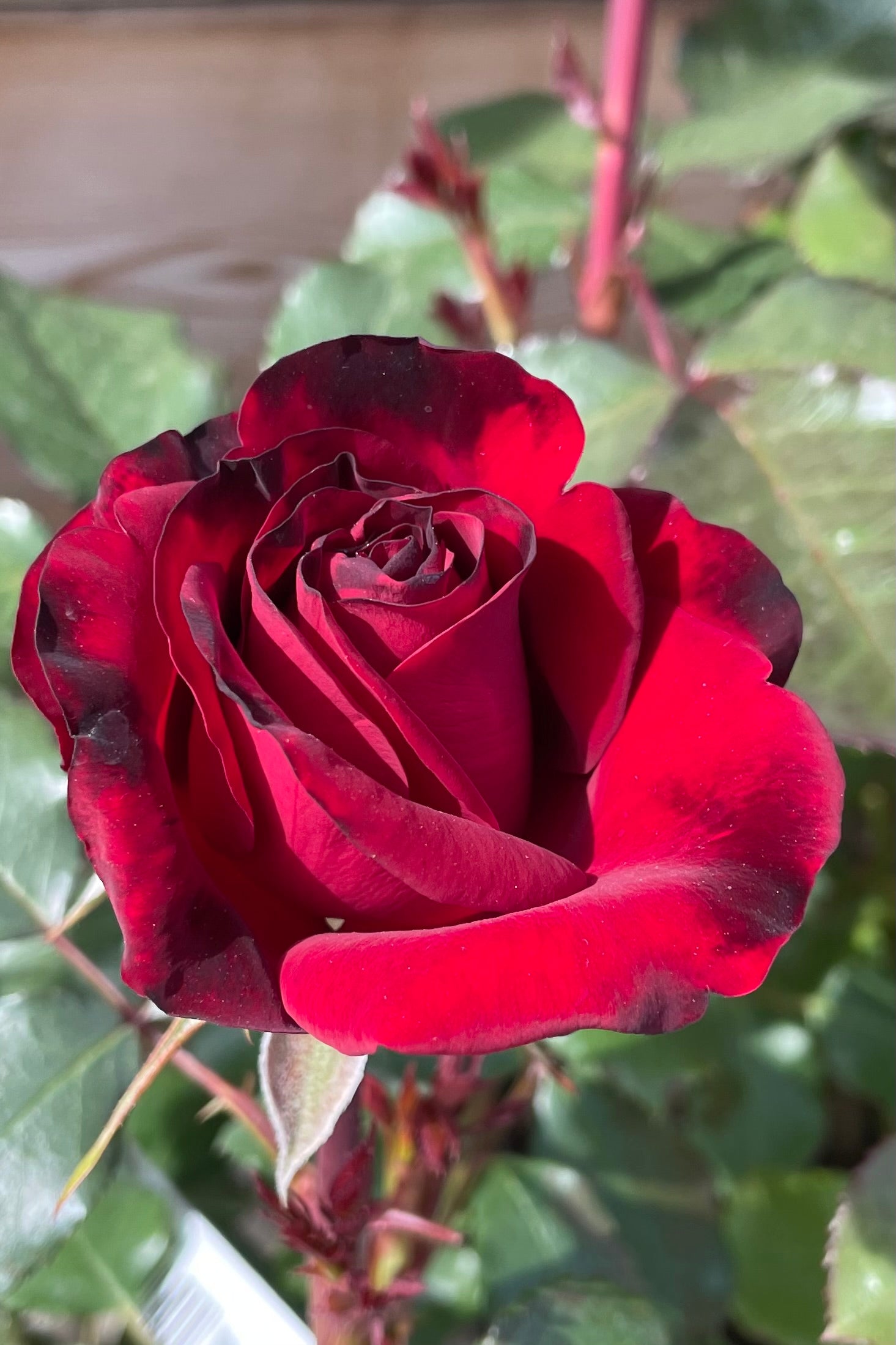 The beautiful dark red open bloom of the 'Forever Yours' Rose mid may at Sprout Home. ©Sprout Home