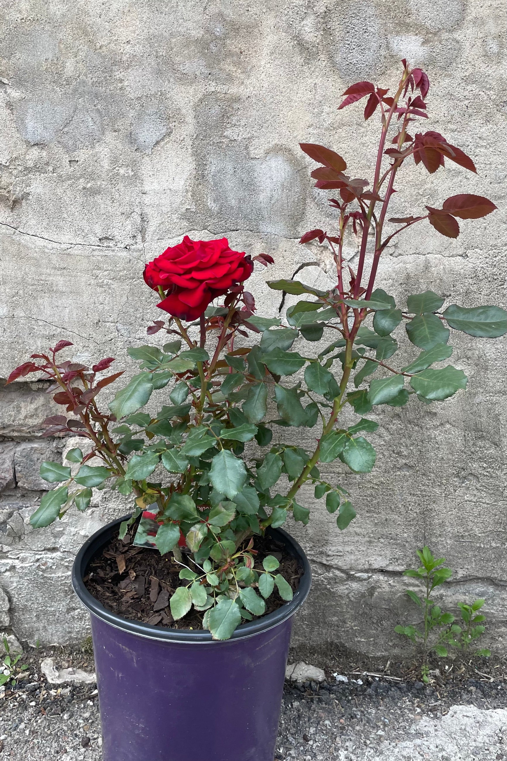 Rosa 'Forever Yours' in a #3 growers pot beginning to bloom with its sexy red roses mid May©Sprout Home
