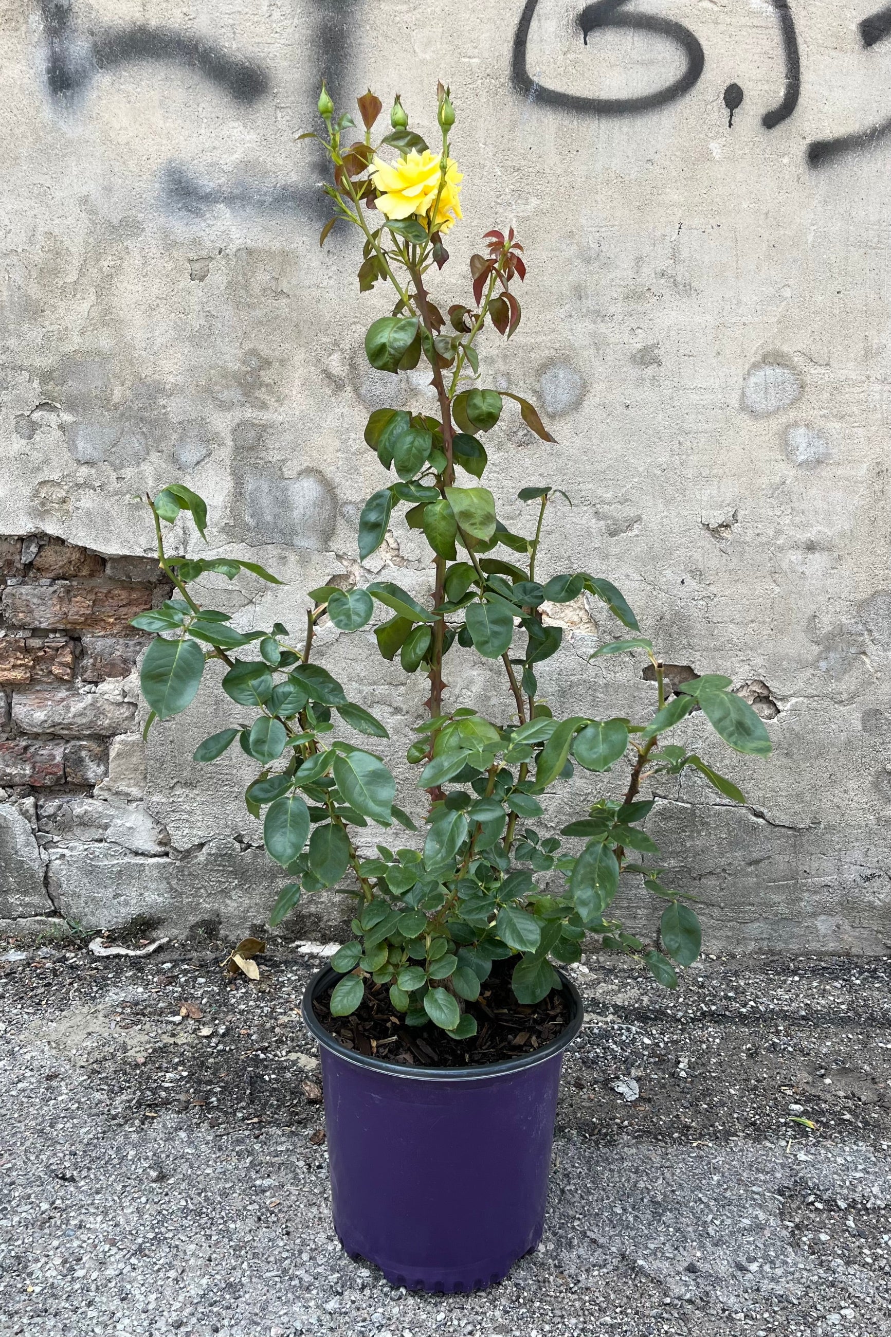 Rosa 'Golden Showers' the beginning of July in a #3 growers pot. ©Sprout Home
