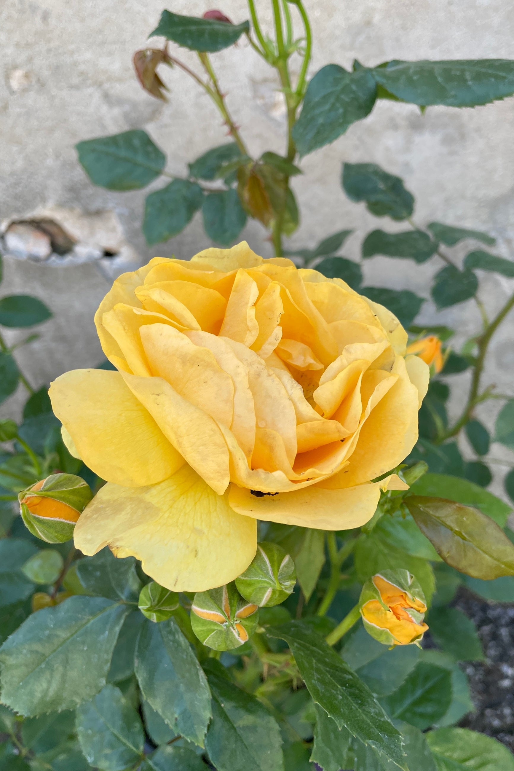The large deep yellow flower bloom mid May of the Rosa 'Julia Child' at Sprout Home. ©Sprout Home