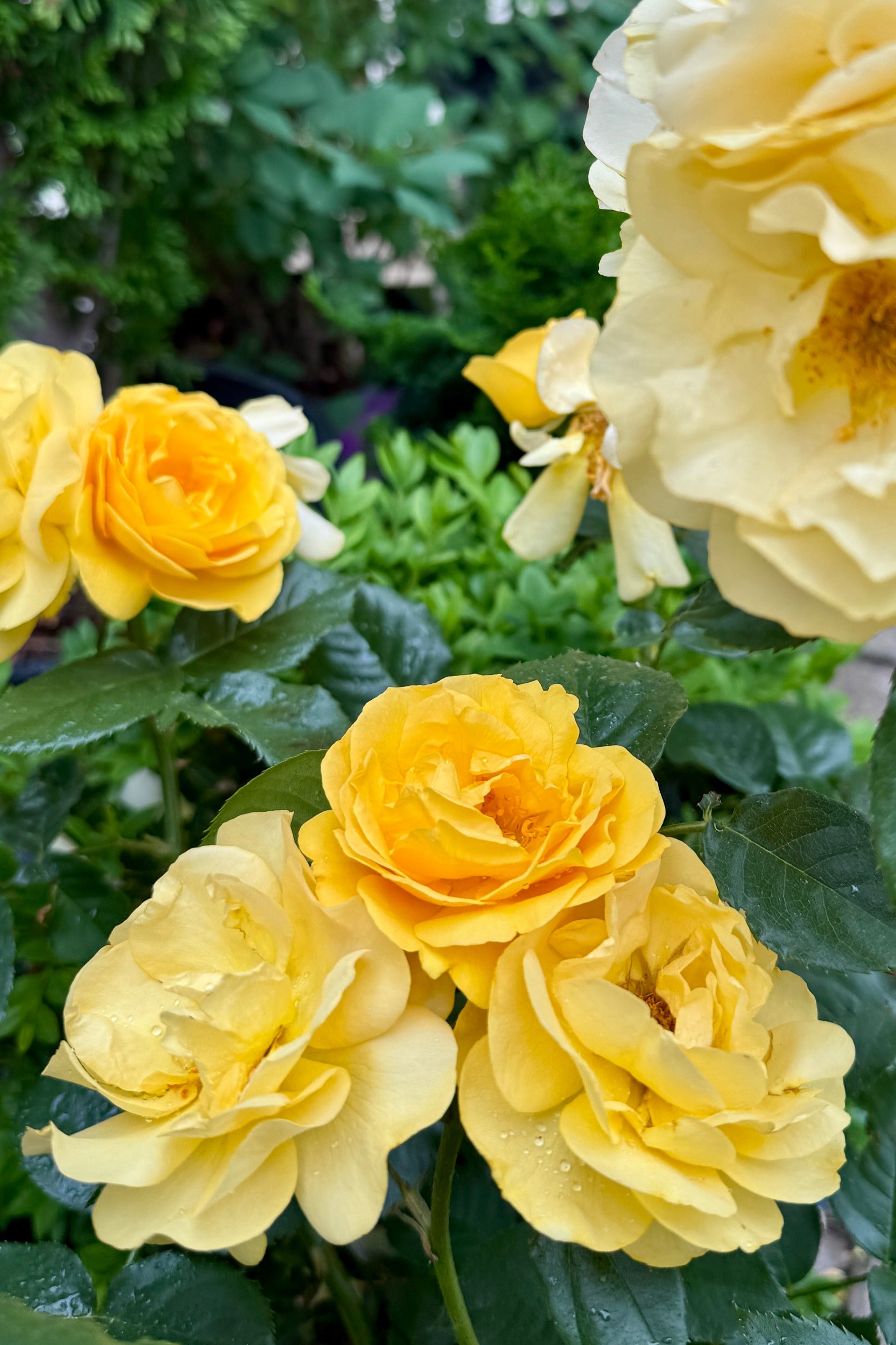 Close-up of Rosa 'Julia Child' yellow roses with green leaves the beginning of June ©Sprout Home