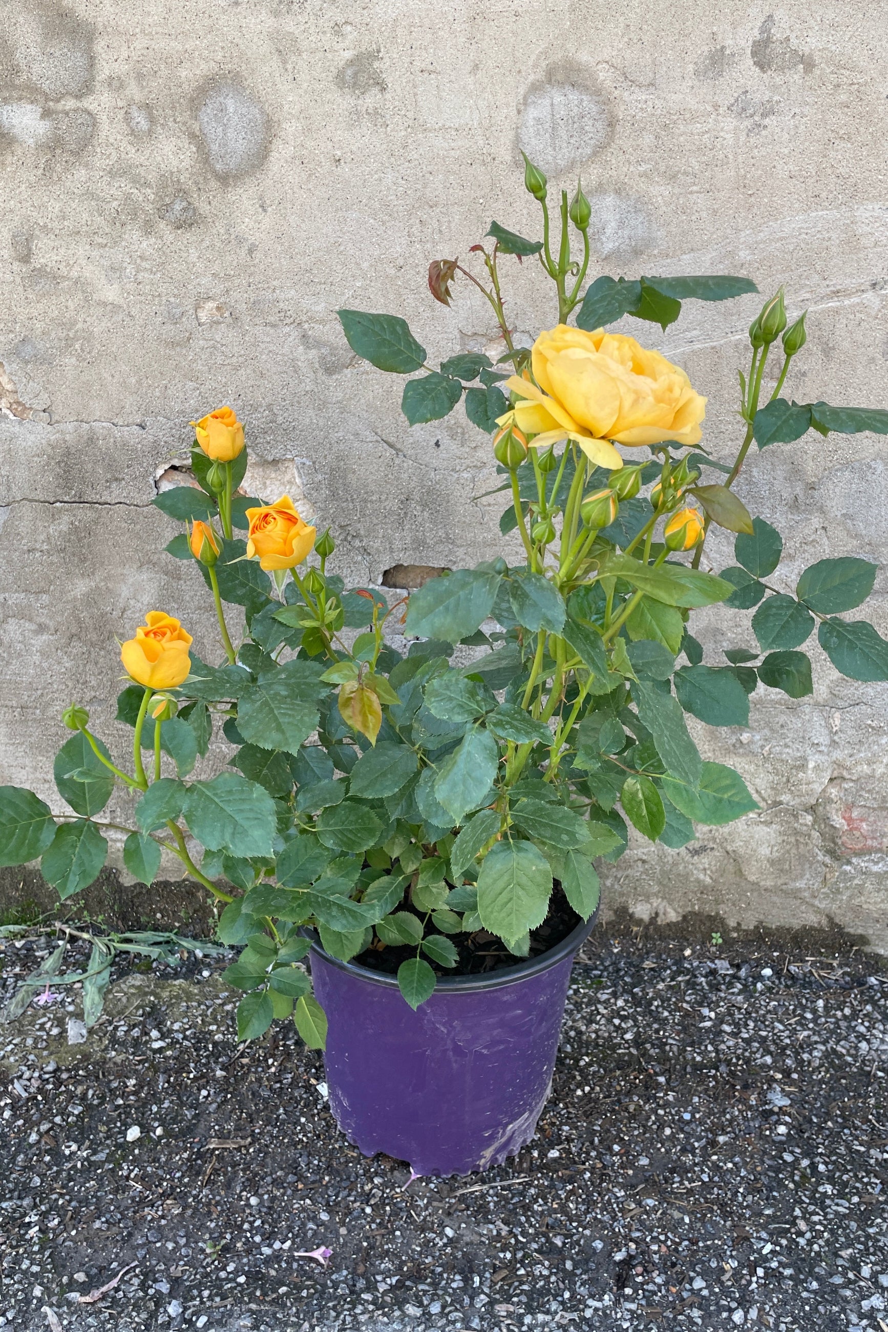 Rosa 'Julia Child' rose bush middle of May in a #3 growers pot at Sprout Home against a concrete wall. ©Sprout Home