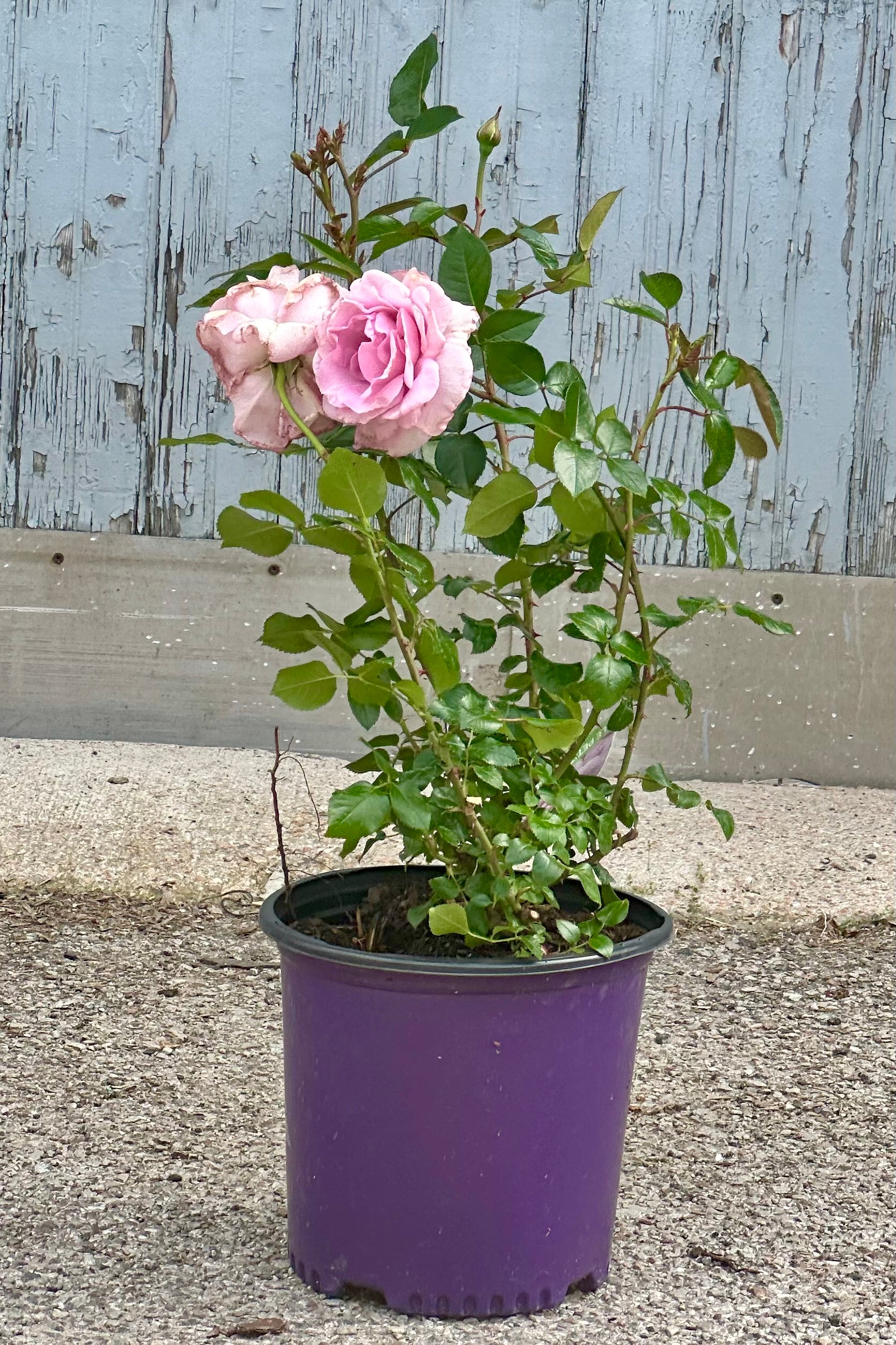 Rosa 'le Petit Prince' in a #3 growers pot mid. May in bloom. ©Sprout Home