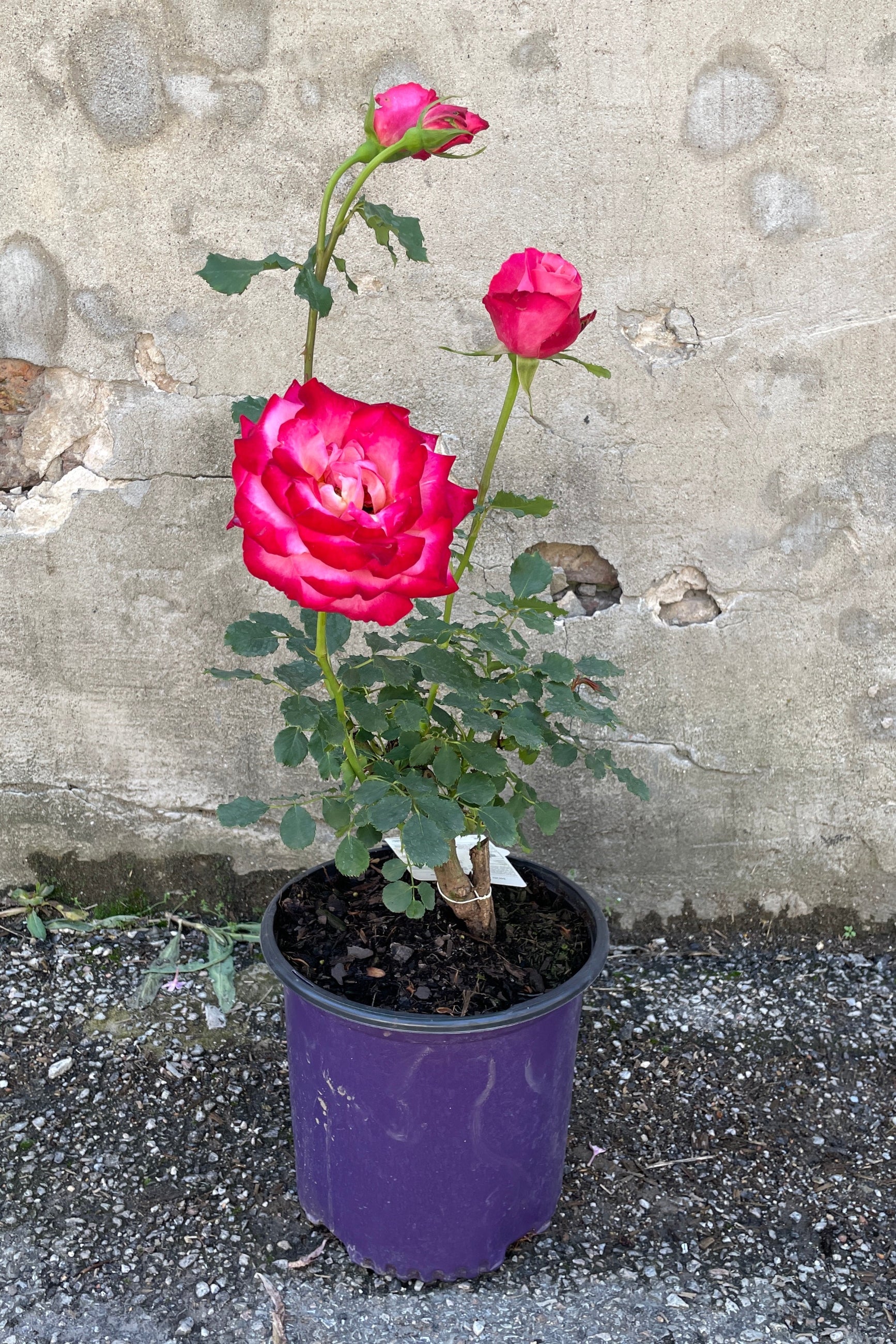 Rosa 'Mon Cheri' rose in a #3 growers pot in bloom the middle of May at Sprout Home. ©Sprout Home