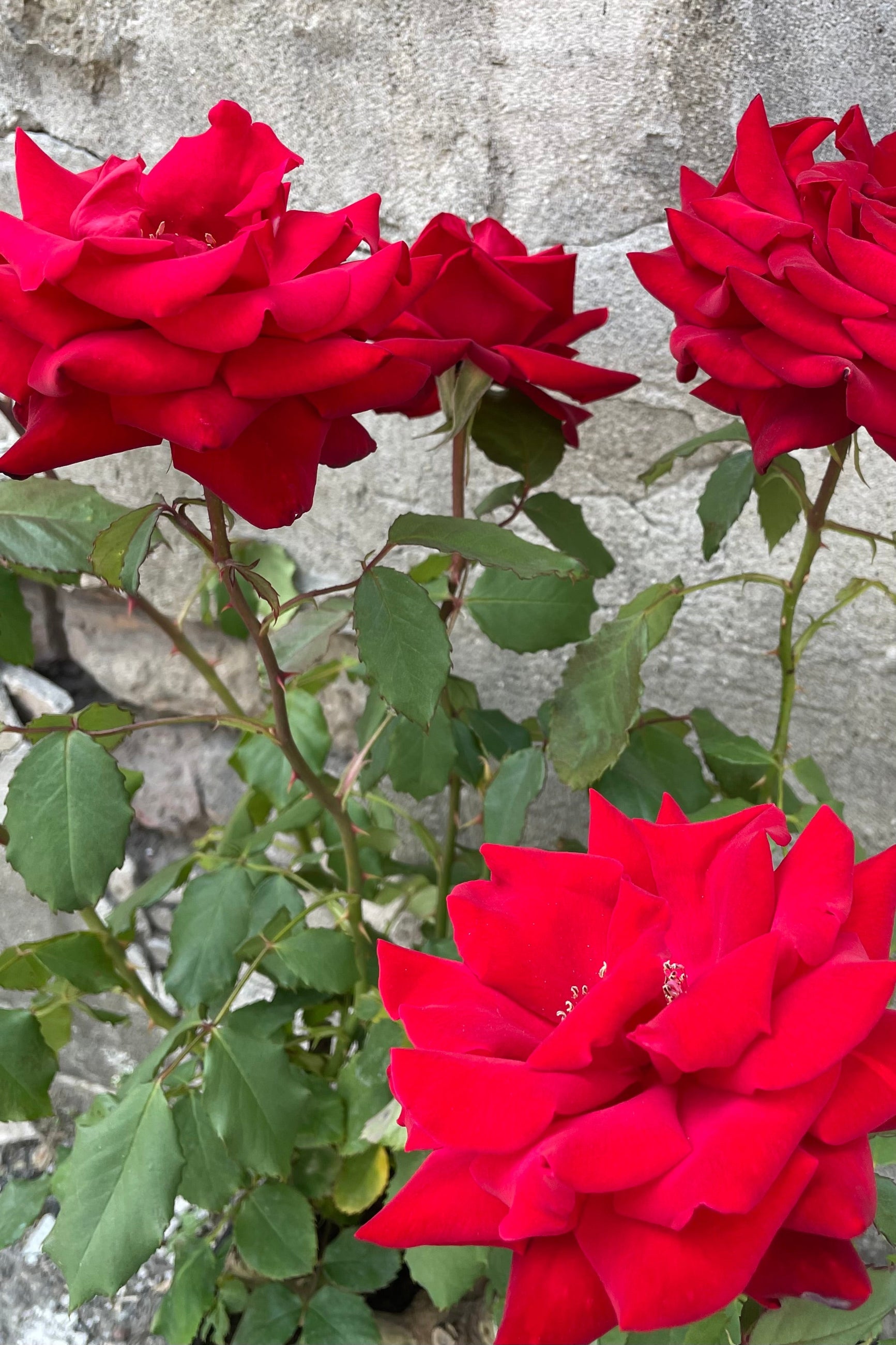 The bright huge flowers of the 'Olympiad' Rose in full bloom mid to late May ©Sprout Home