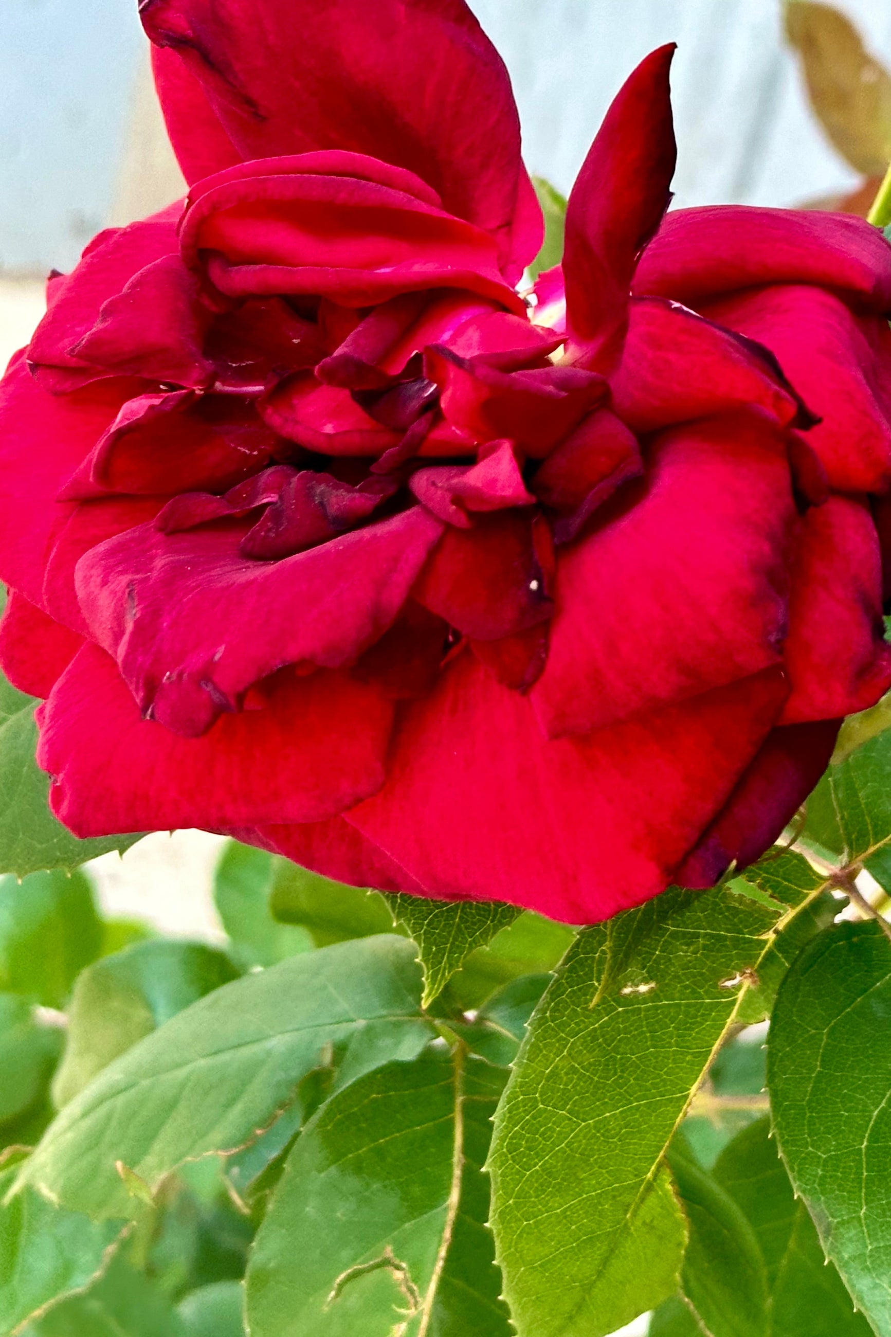 Rosa 'Oklahoma' open red rose bloom mid May at Sprout Home. ©Sprout Home