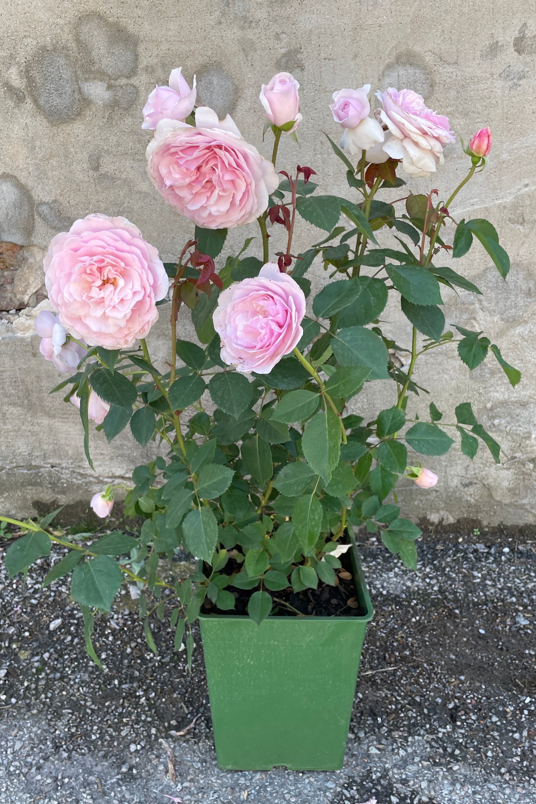Rosa 'Olivia Rose Austin' in full bloom with huge light pink flowers mid May in a #3 growers pot. ©Sprout Home