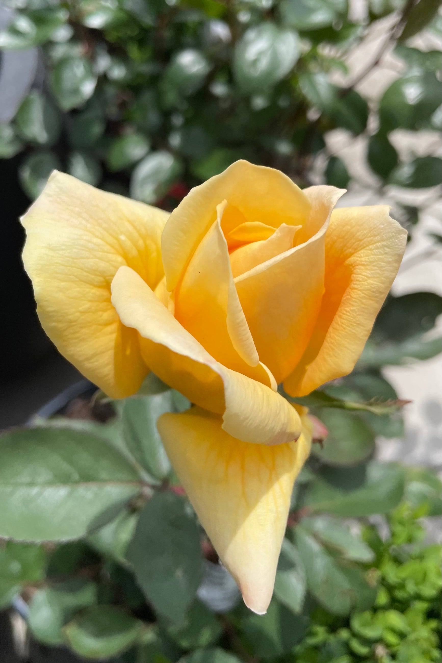 The mustard yellow rose opening in mid May with dark green foliage in the background. ©Sprout Home