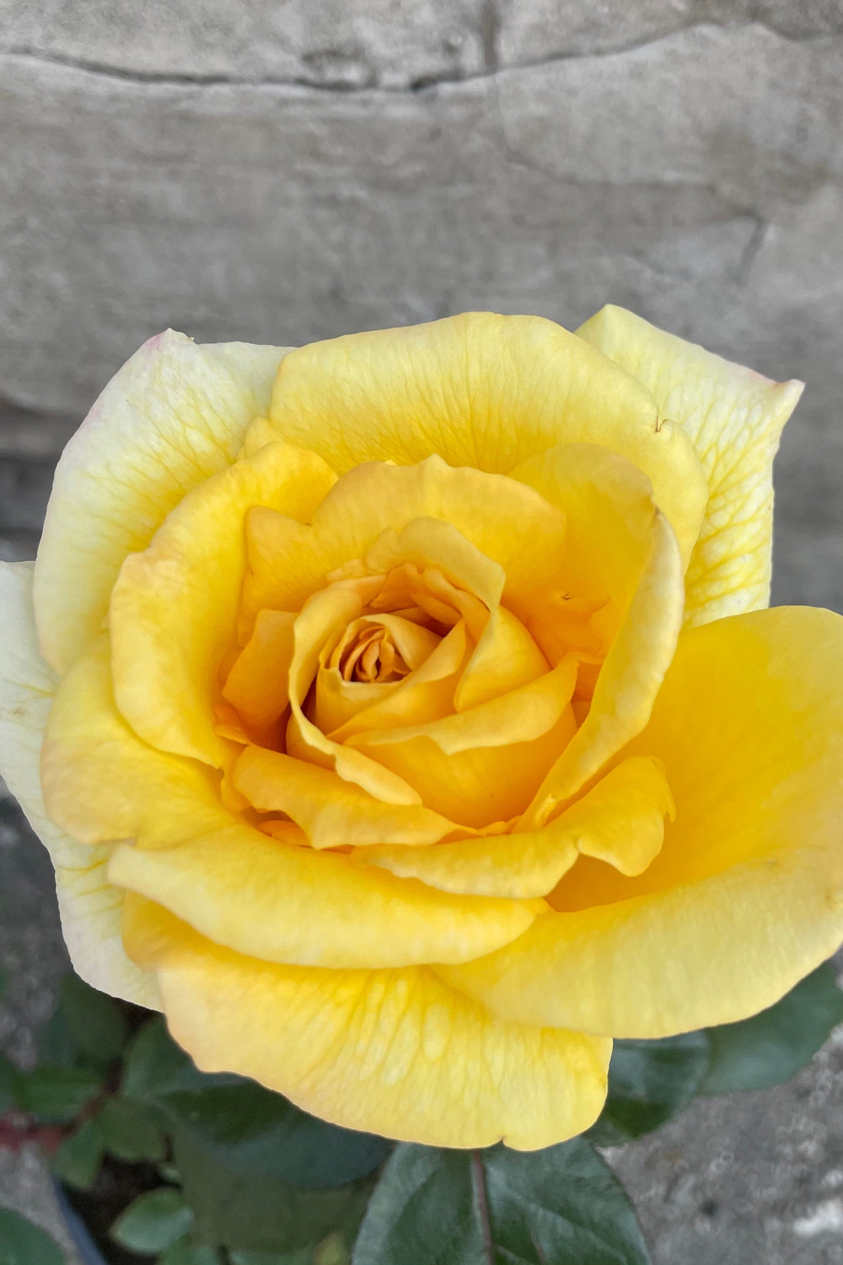The open yellow rose Rosa 'Oregold' mid May ©Sprout Home