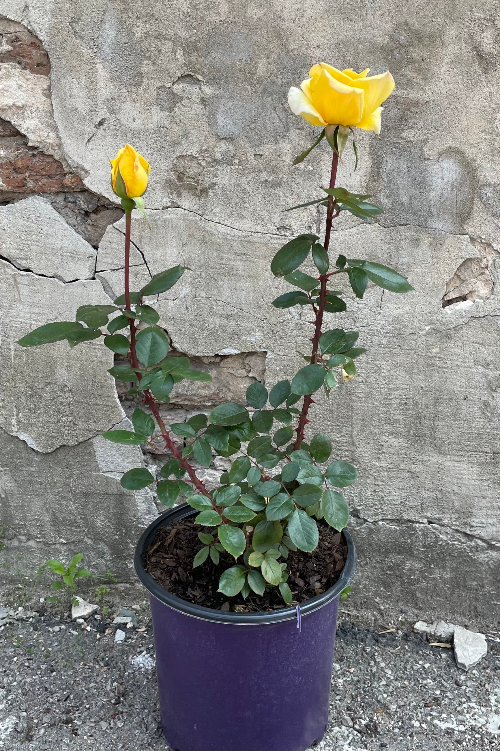 Rosa 'Oregold' in a #3 growers pot with 2 yellow flowers in bud and bloom stage mid May against a concrete wall. ©Sprout Home