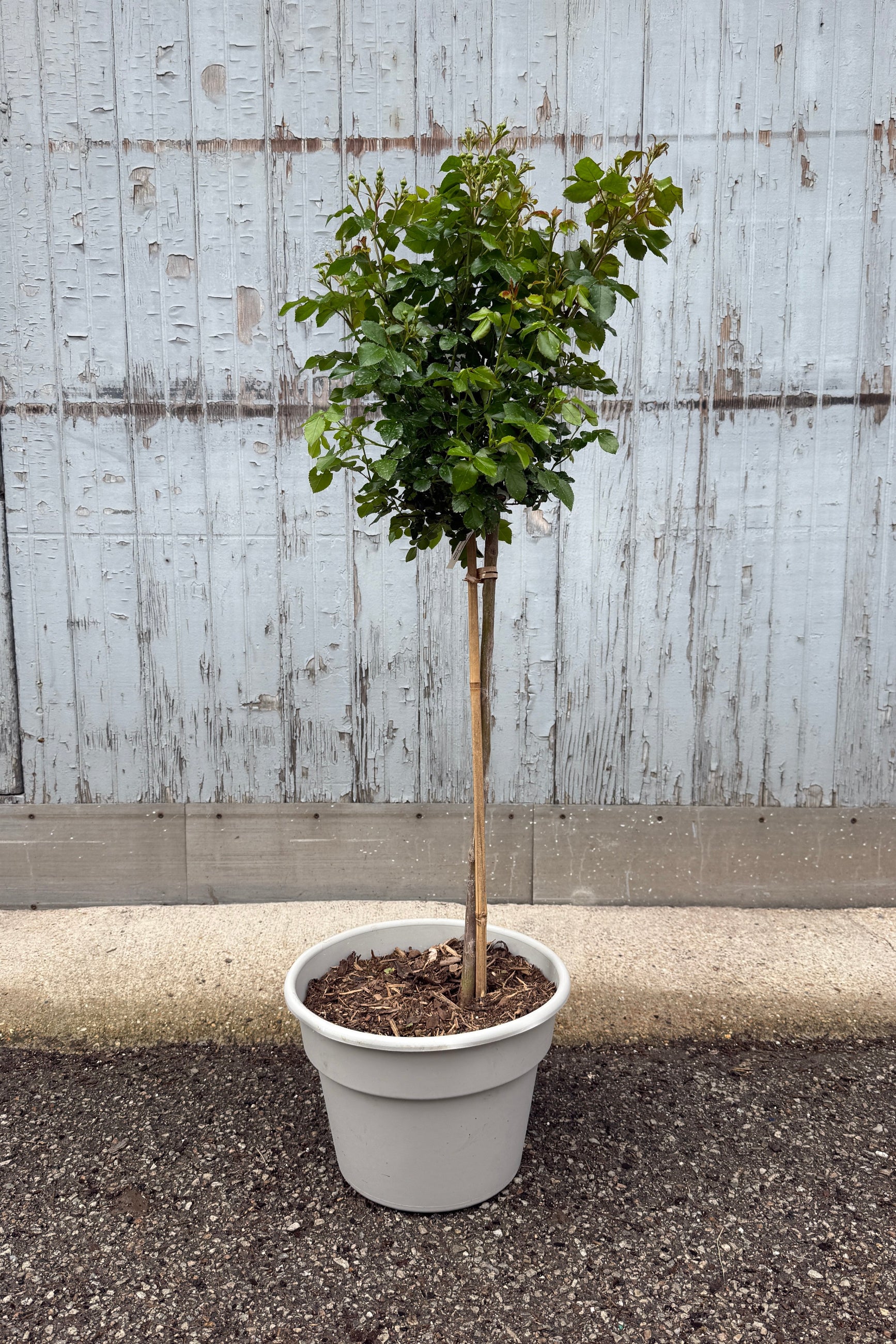 Rosa 'Peach Drift' standard tree the middle/end of April @ Sprout Home