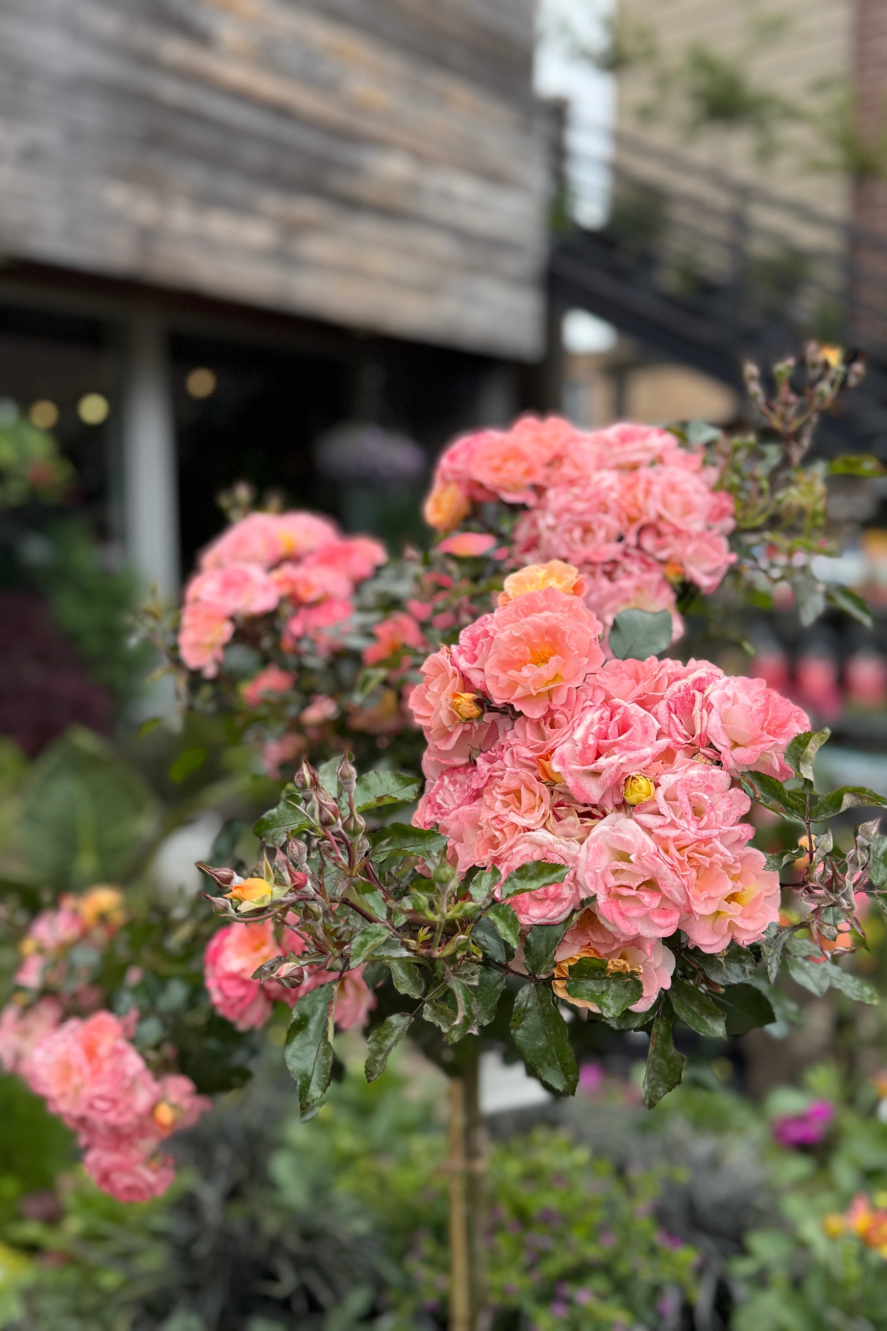 Rosa 'Peach Drift' Standard tree in full bloom mid May ©Sprout Home