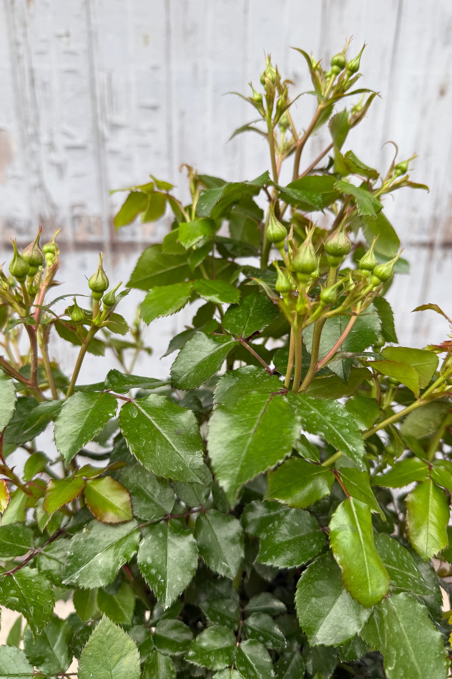 Rosa 'Peach Drift' flower up close just starting to bud/bloom the middle/end of April @ Sprout Home