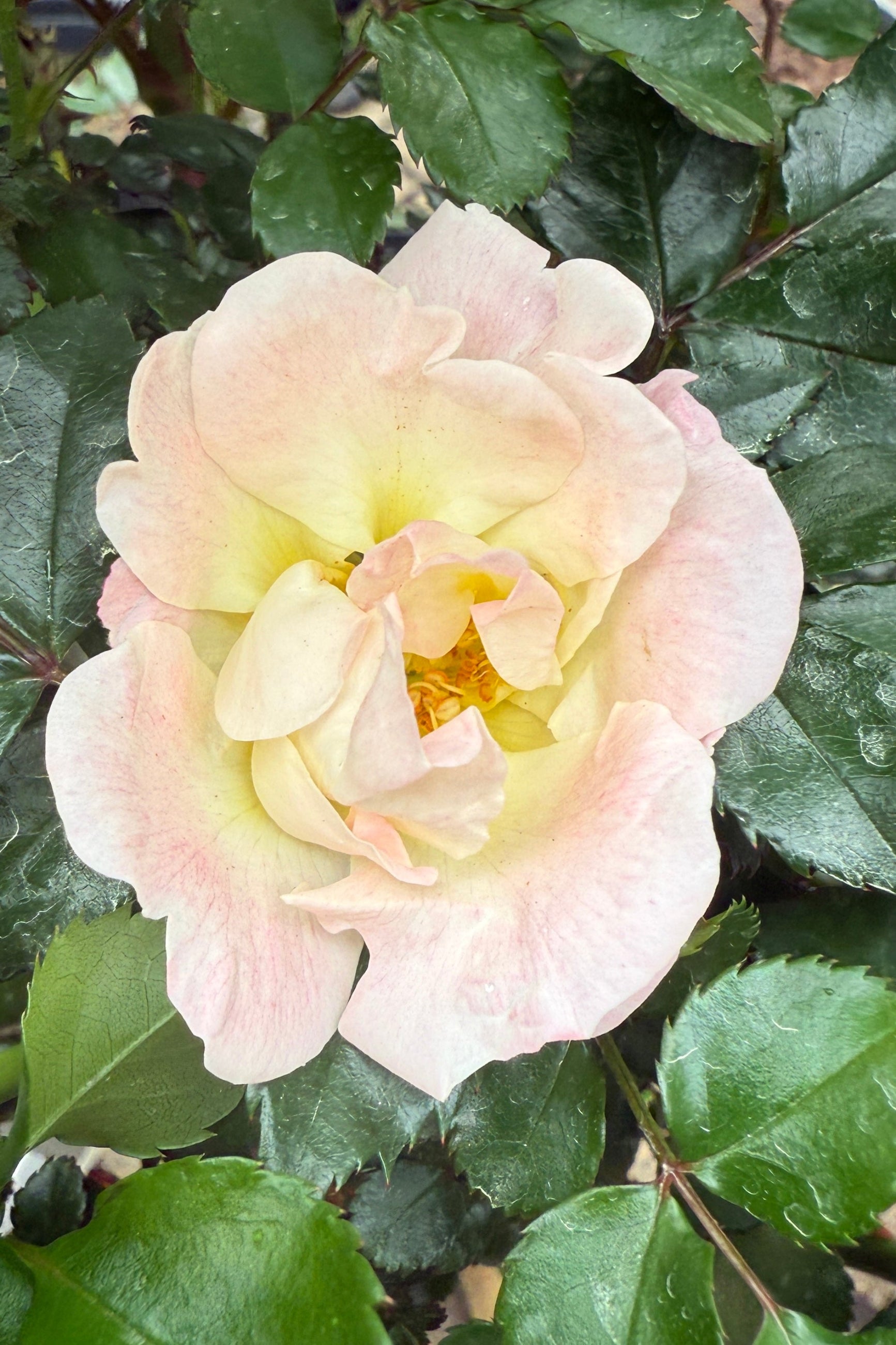 Rosa 'Peach Drift' flower up close just starting to bloom the middle/end of April @ Sprout Home