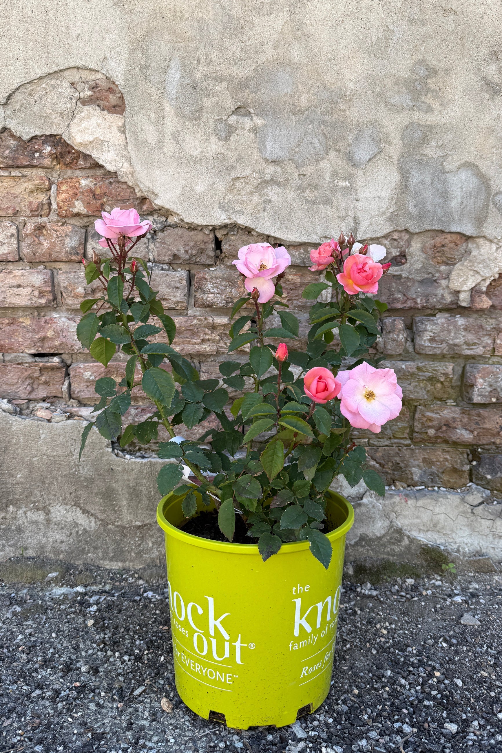 Rosa 'Peachy Knock Out' in a #2 growers pot the middle of May with pink flowers in a yellow pot against a stone wall. ©Sprout Home