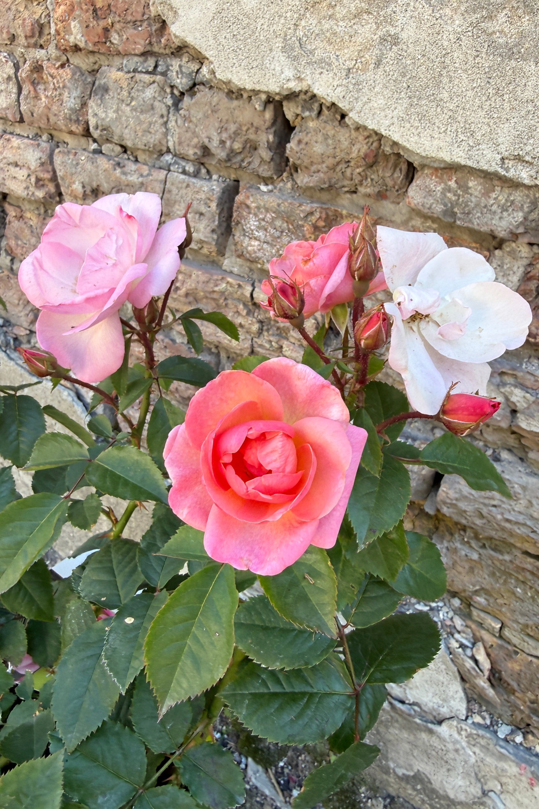 Rosa 'Peachy Knock Out' the middle of May with pink flowers against a stone wall. ©Sprout Home