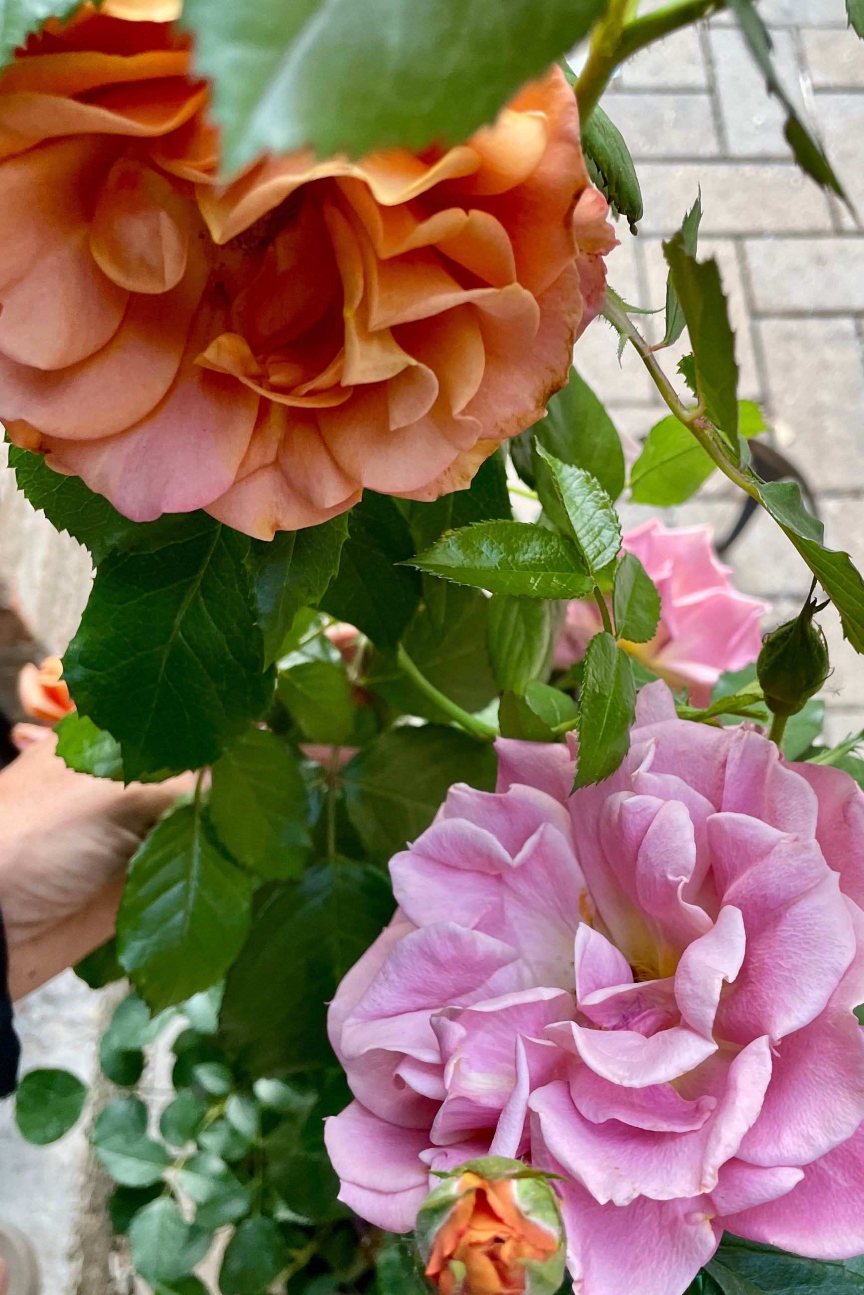 Rosa 'Pumpkin Patch' showing the orange to mauve colored open blooms up close mid May at Sprout Home. ©Sprout Home