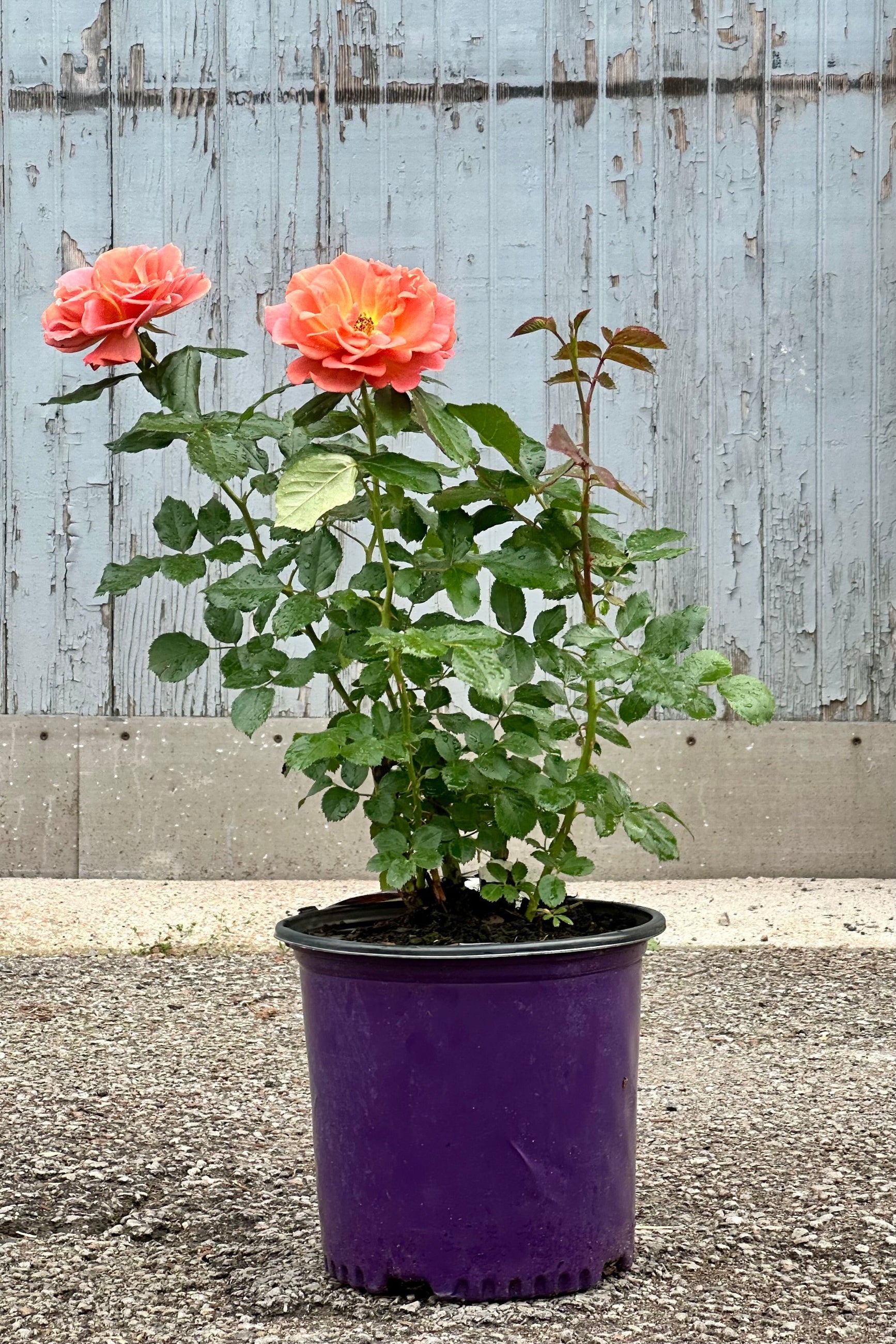 Rosa ' Pumpkin Patch' rose blooming mid May in a #3 growers pot at Sprout Home ©Sprout Home