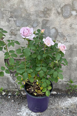 Rosa 'Silver Lining' in a #3 growers pot the middle of May showing the first light purple silver roses open in front of a concrete wall. 