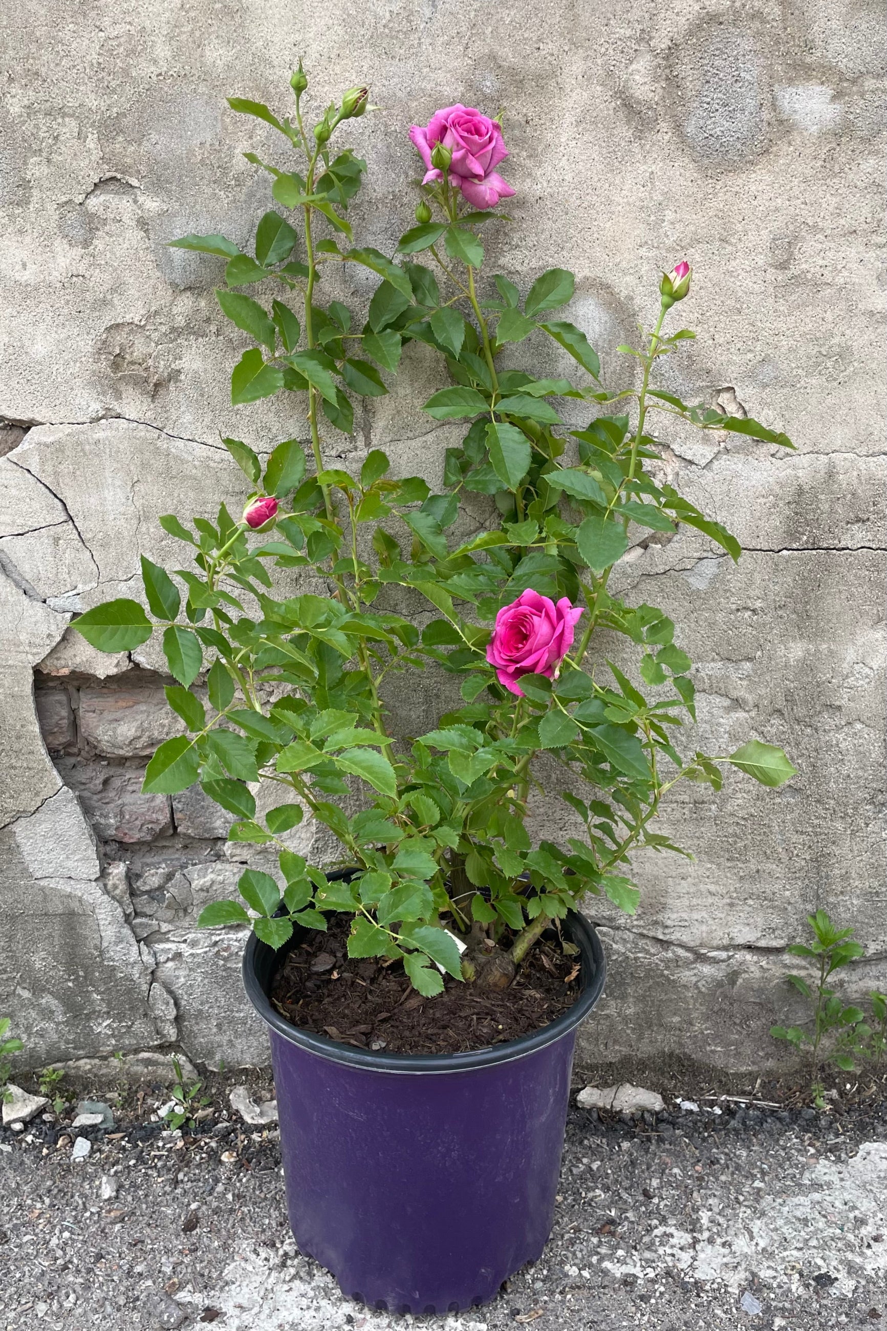 Rosa 'Sweet Madame Blue' in a #3 growers pot the middle of May starting its bloom cycle with its bright purple blue flowers against a gray wall. ©Sprout Home