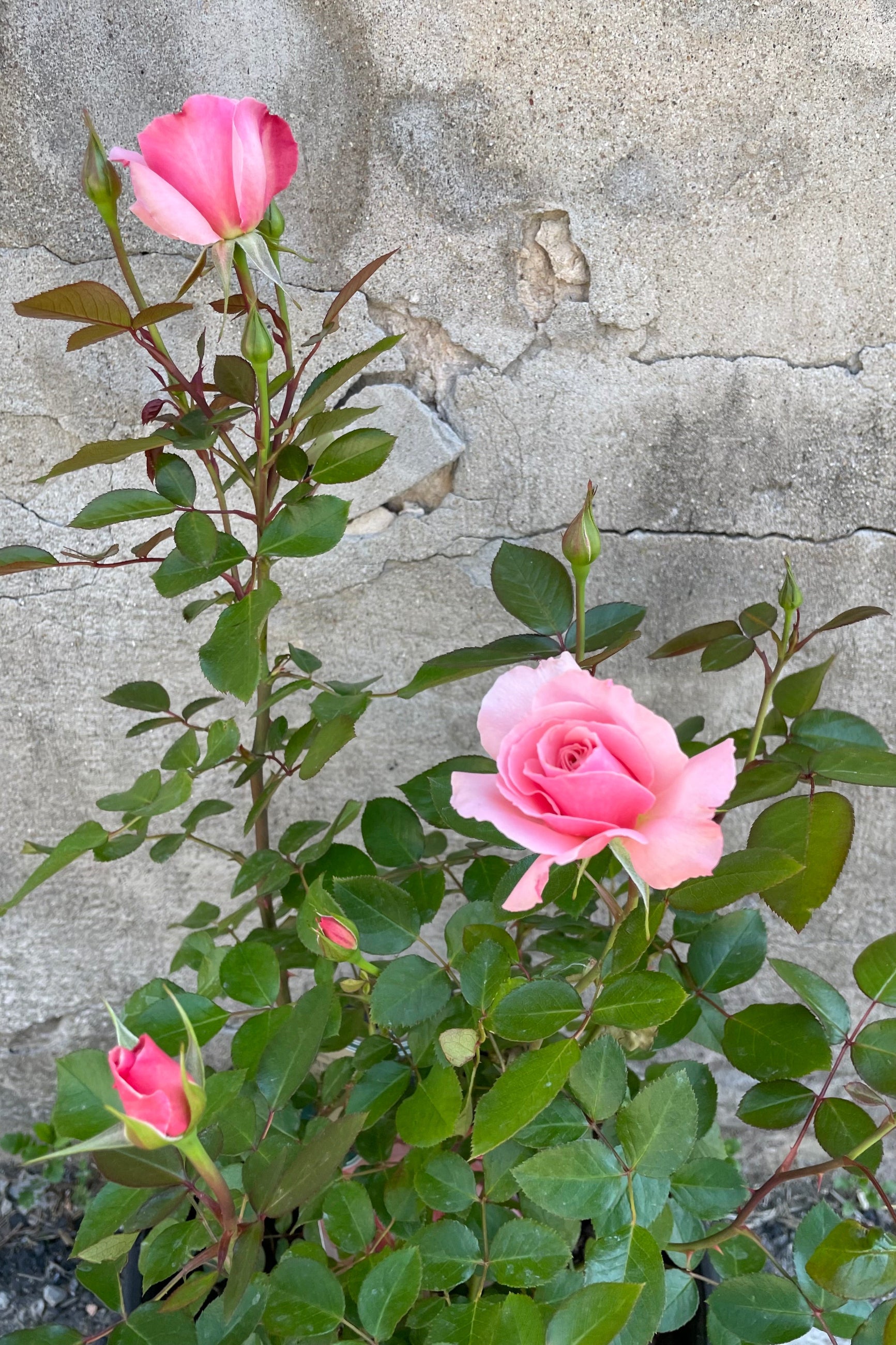 Rosa 'Sexy Rexy' showing bud and bloom of the sweet pink petaled roses the beginning of May ©Sprout Home