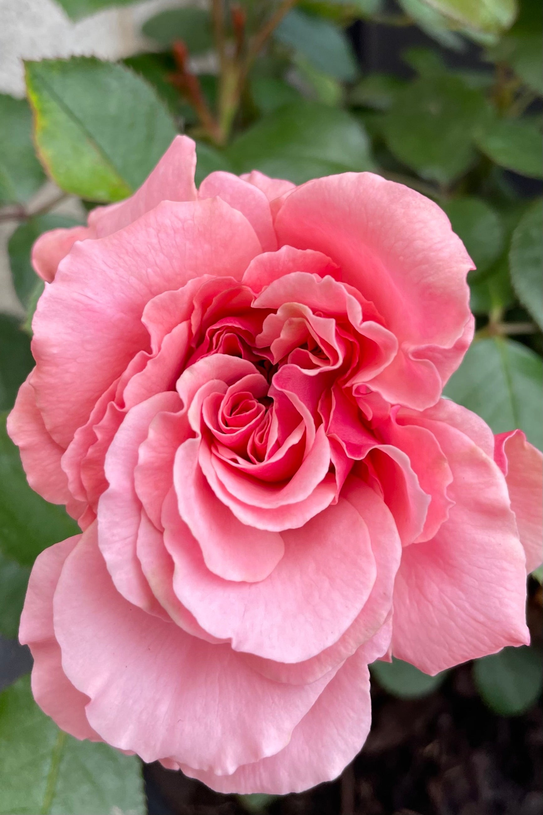 One of the first pink flowers the beginning of May on the Rosa 'Sexy Rexy' ©Sprout Home