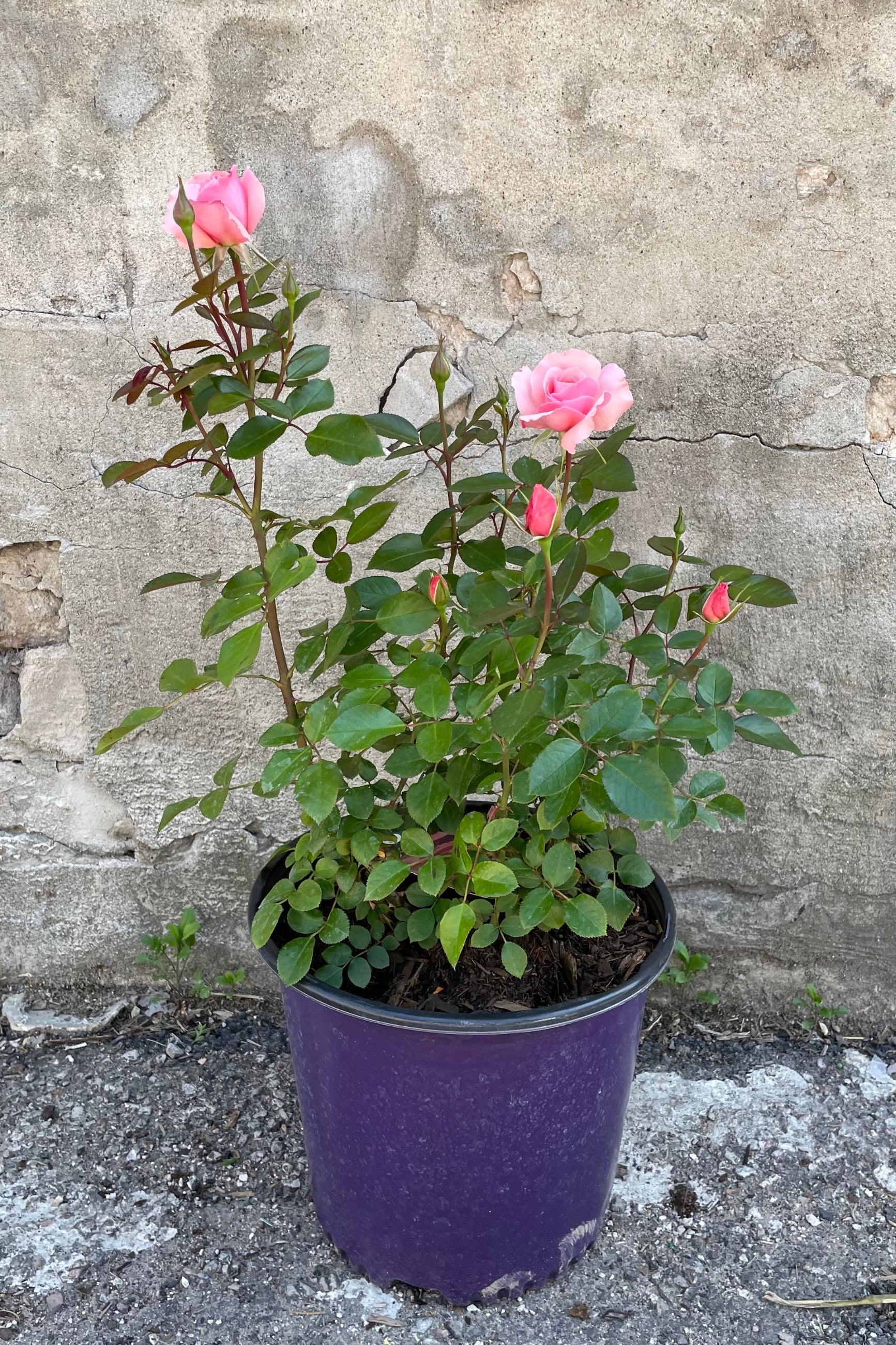 Rosa 'Sexy Rexy' in a #3 pot the beginning of May showing the bud and blooms the beginning of the flowering season. ©Sprout Home