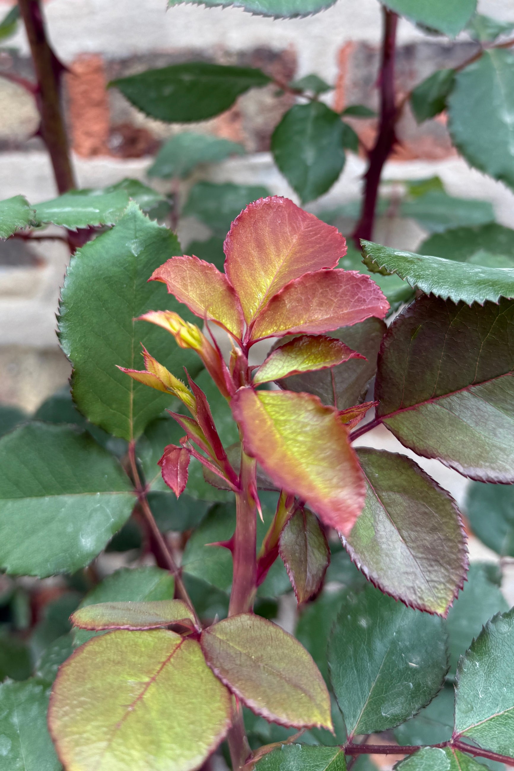 Rosa 'Sedona' leaves with red tinges on the new leaves the beginning/middle of May ©Sprout Home