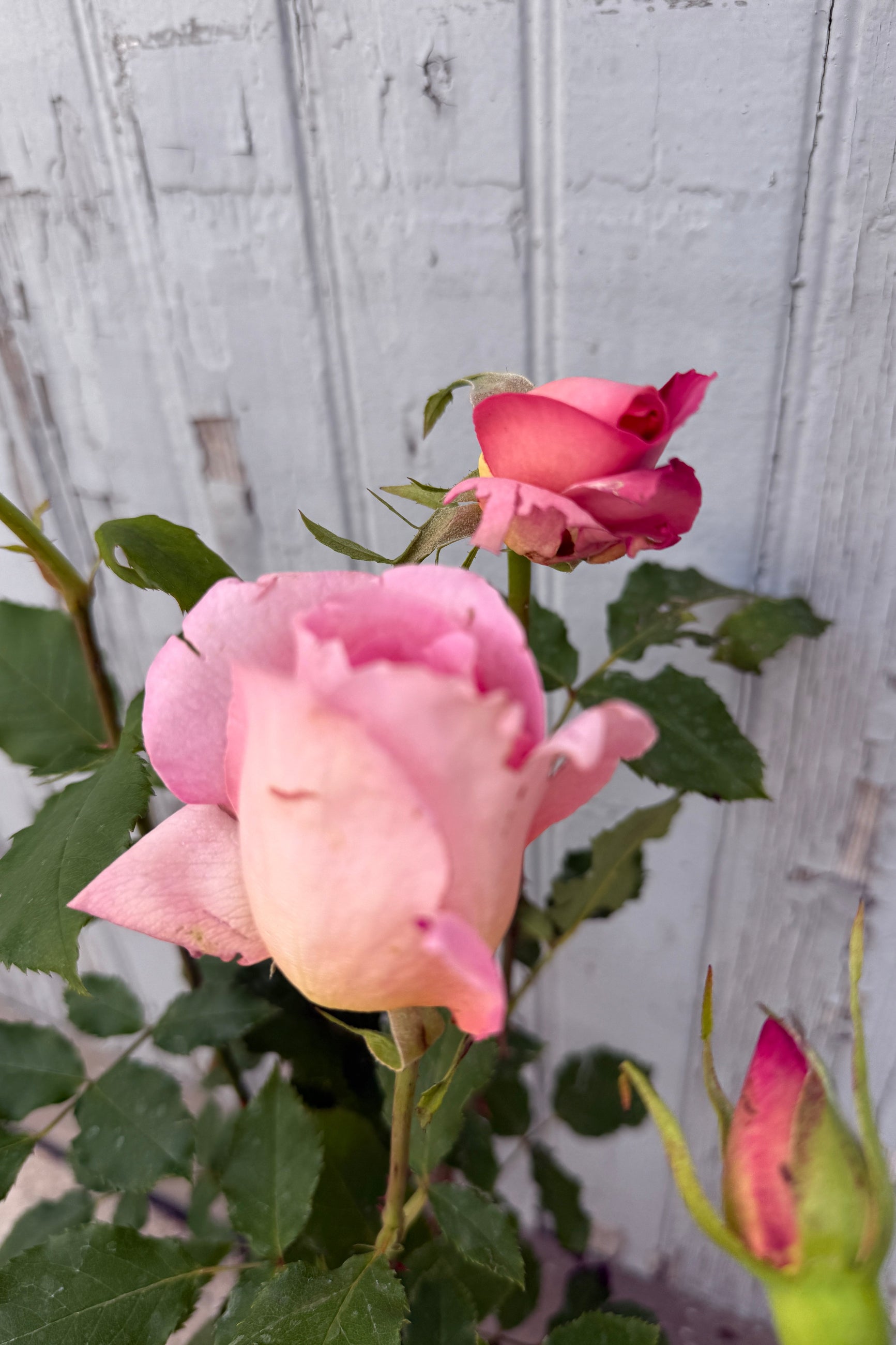 Rosa 'Tiffany' in bud and bloom the beginning of May ©Sprout Home
