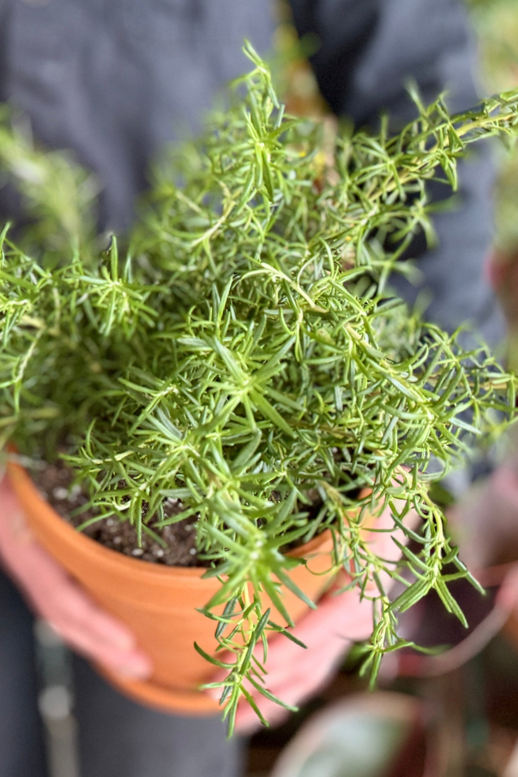 A person holding rosemary planted in a clay pot facing the camer ©Sprout Home