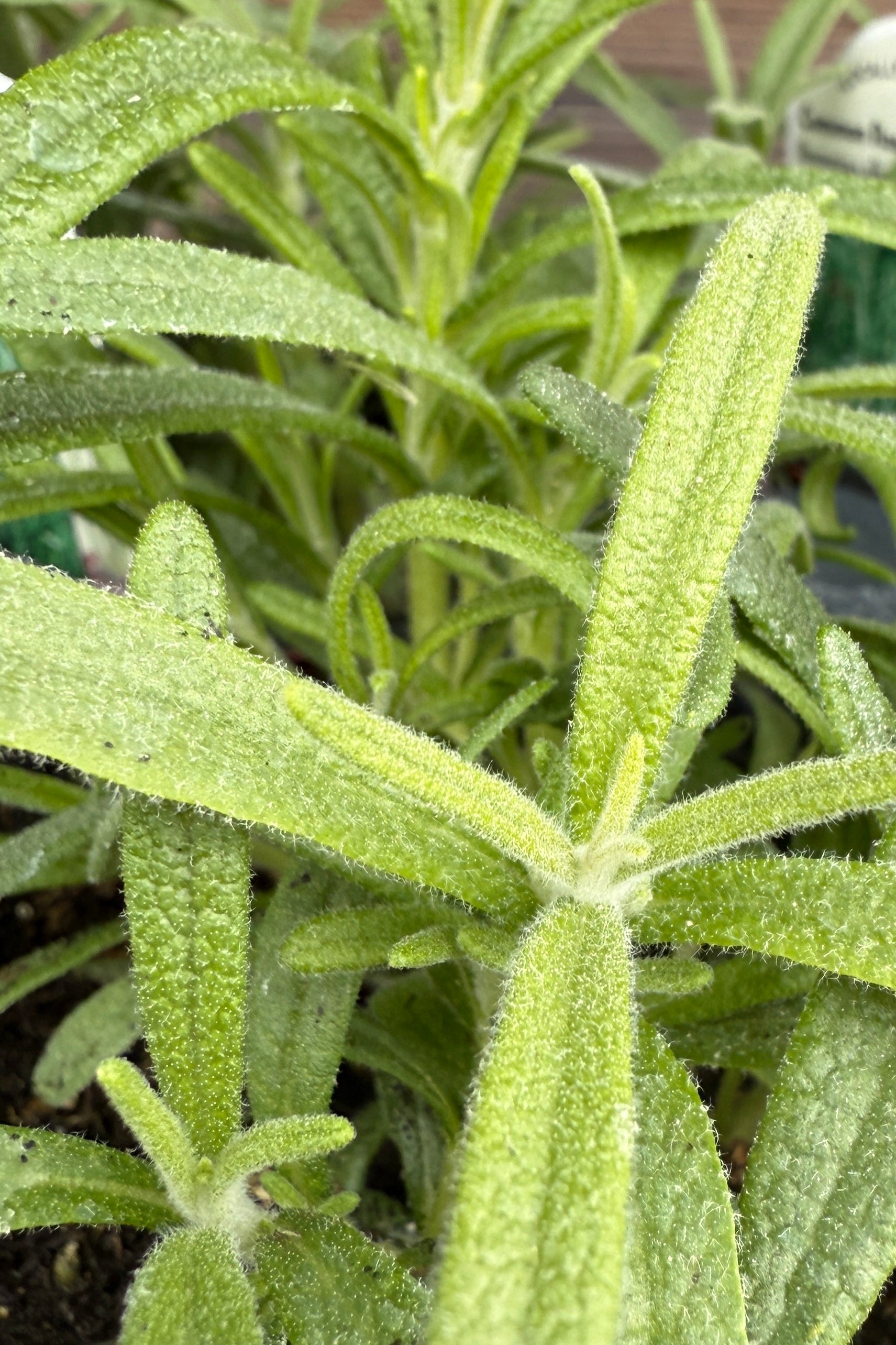 detail of common Rosemary leaves up close in April ©Sprout Home