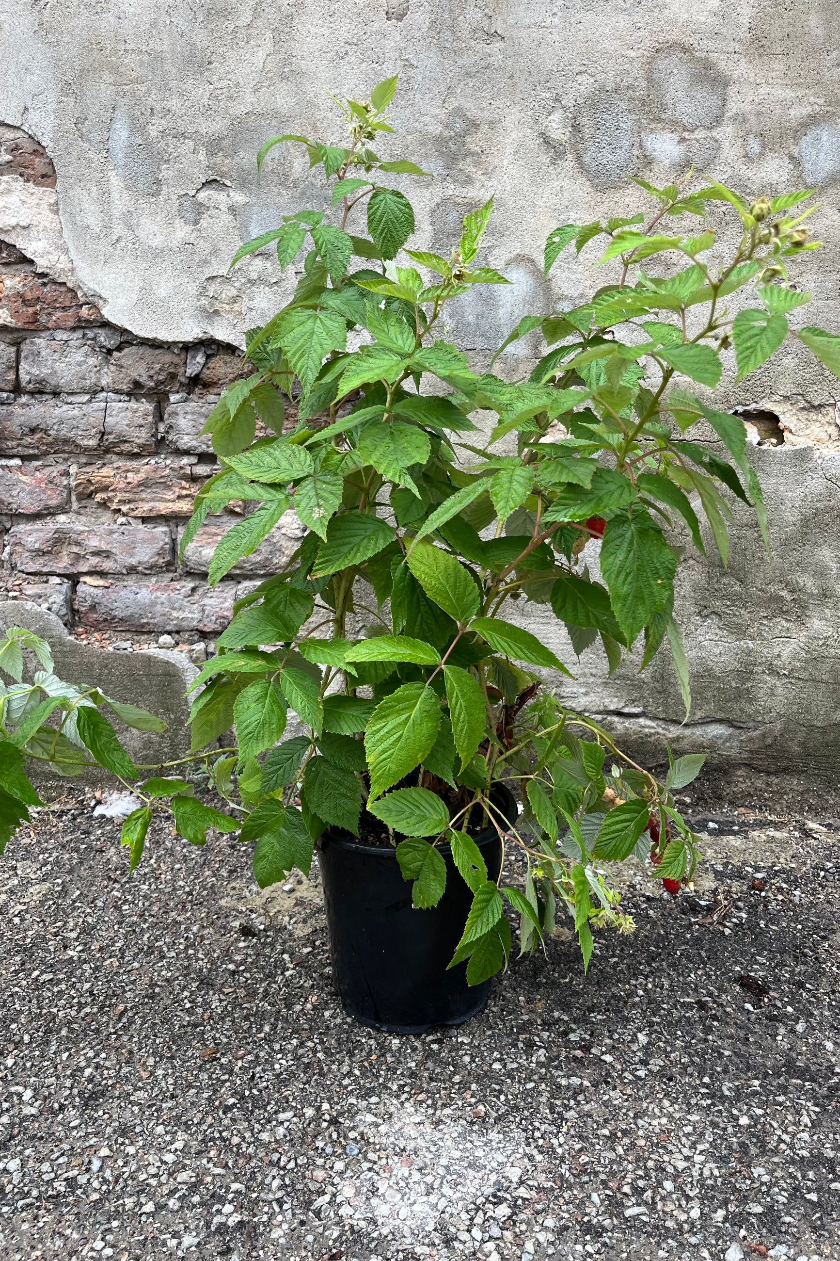 rubus 'Caroline Raspberry' in a #1 growers pot with its green leaves. ©Spout Home