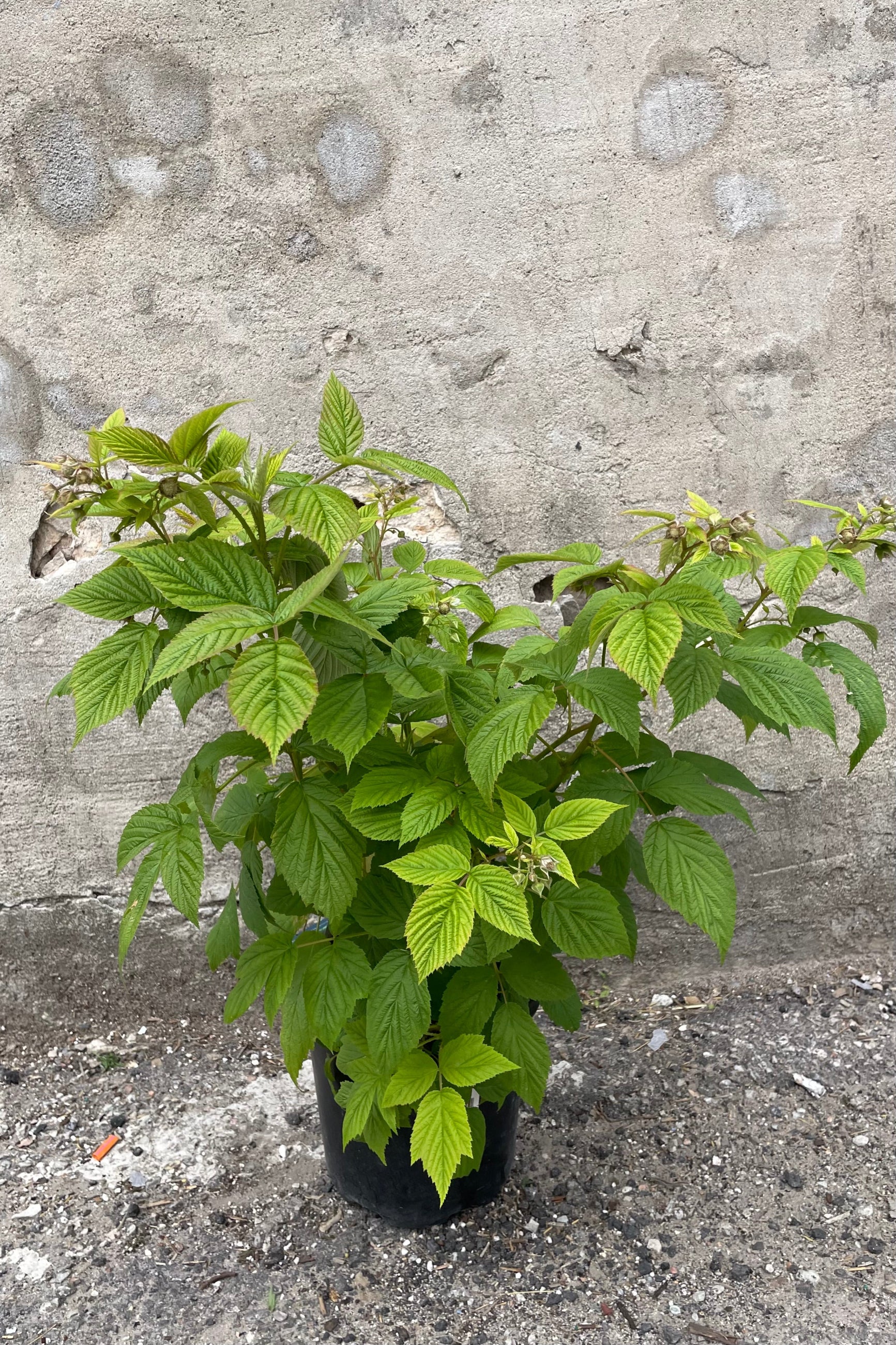 Rubus 'Heritage' raspberry in a #1 growers pot the middle of June just starting to fruit. ©Sprout Home