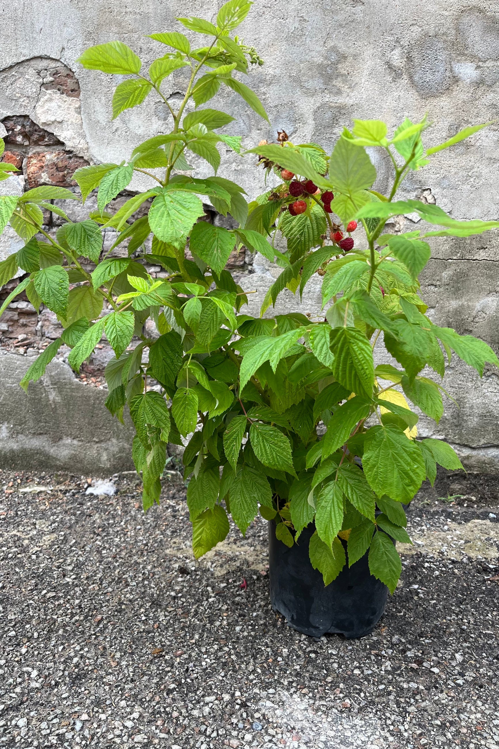 Rubus 'Heritage' Raspberry in a growers pot, midsummer, end of July showing lots of full branches and ripe fruit ©Sprout Home