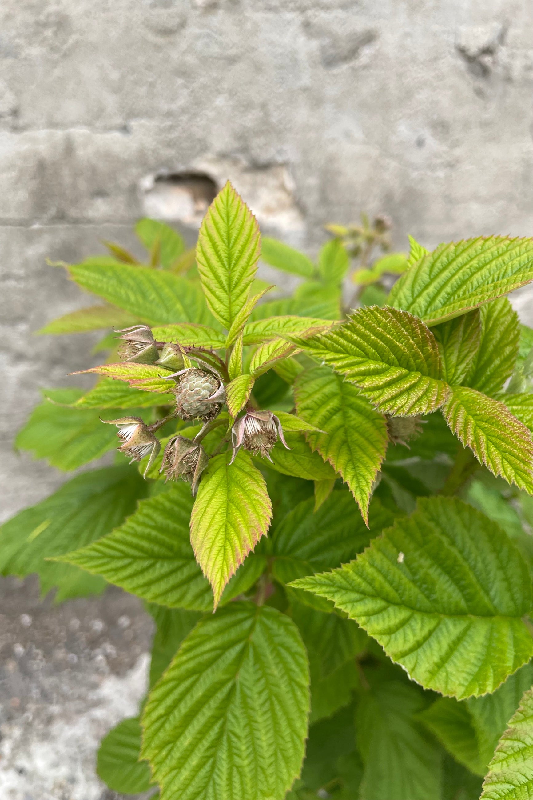 Rubus 'Heritage' just starting to fruit the middle of June ©Sprout Home