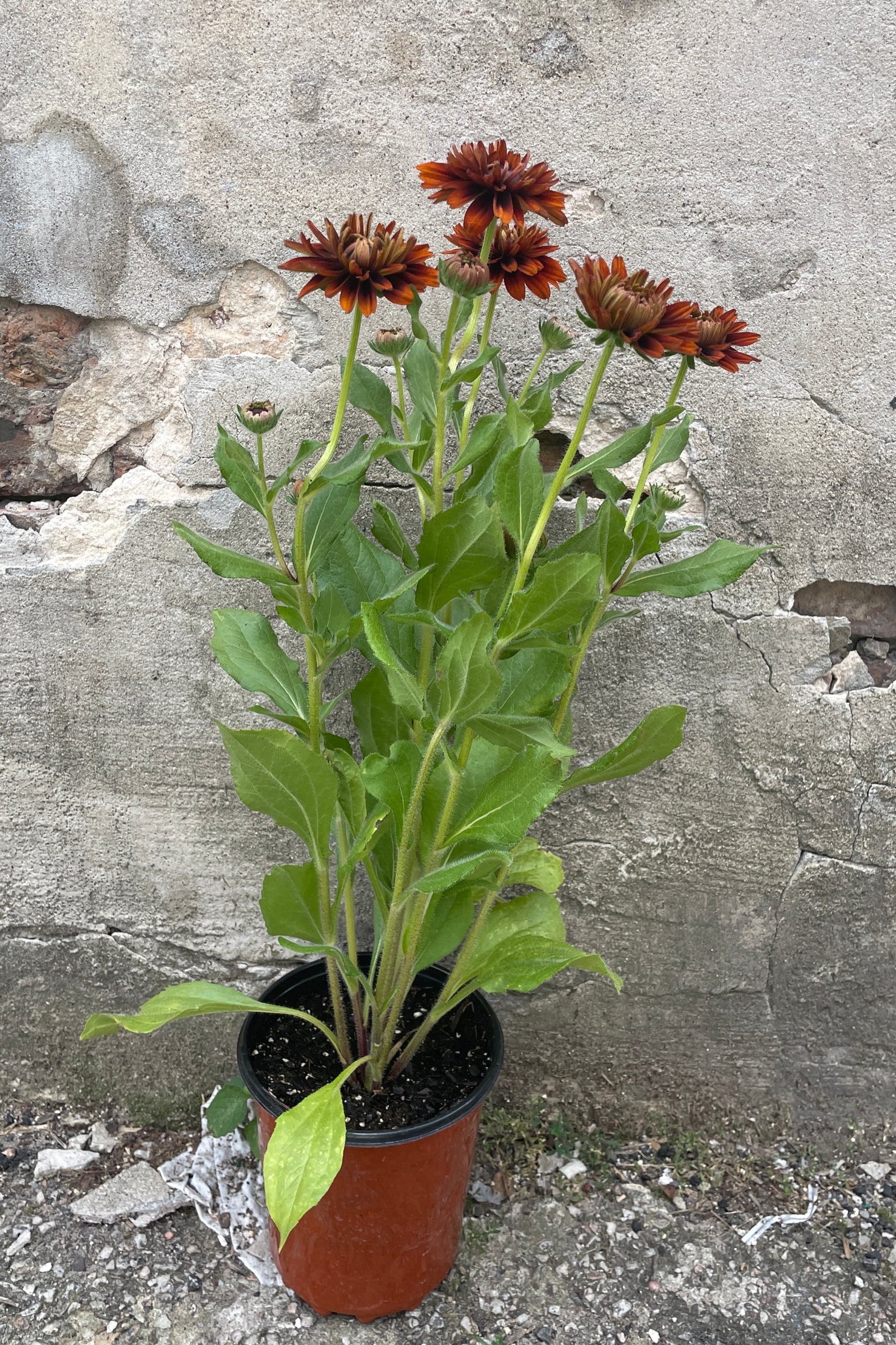 Rudbeckia 'Cherokee Sunset' in a 1 growers pot in bloom the end of August ©Sprout Home