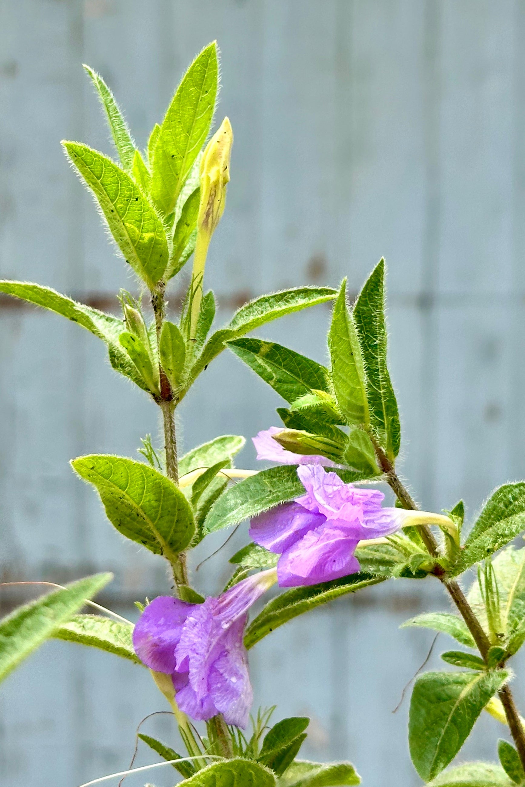 Purple flowers and green leaves of the Ruellia humillis mid to late June ©Sprout Home