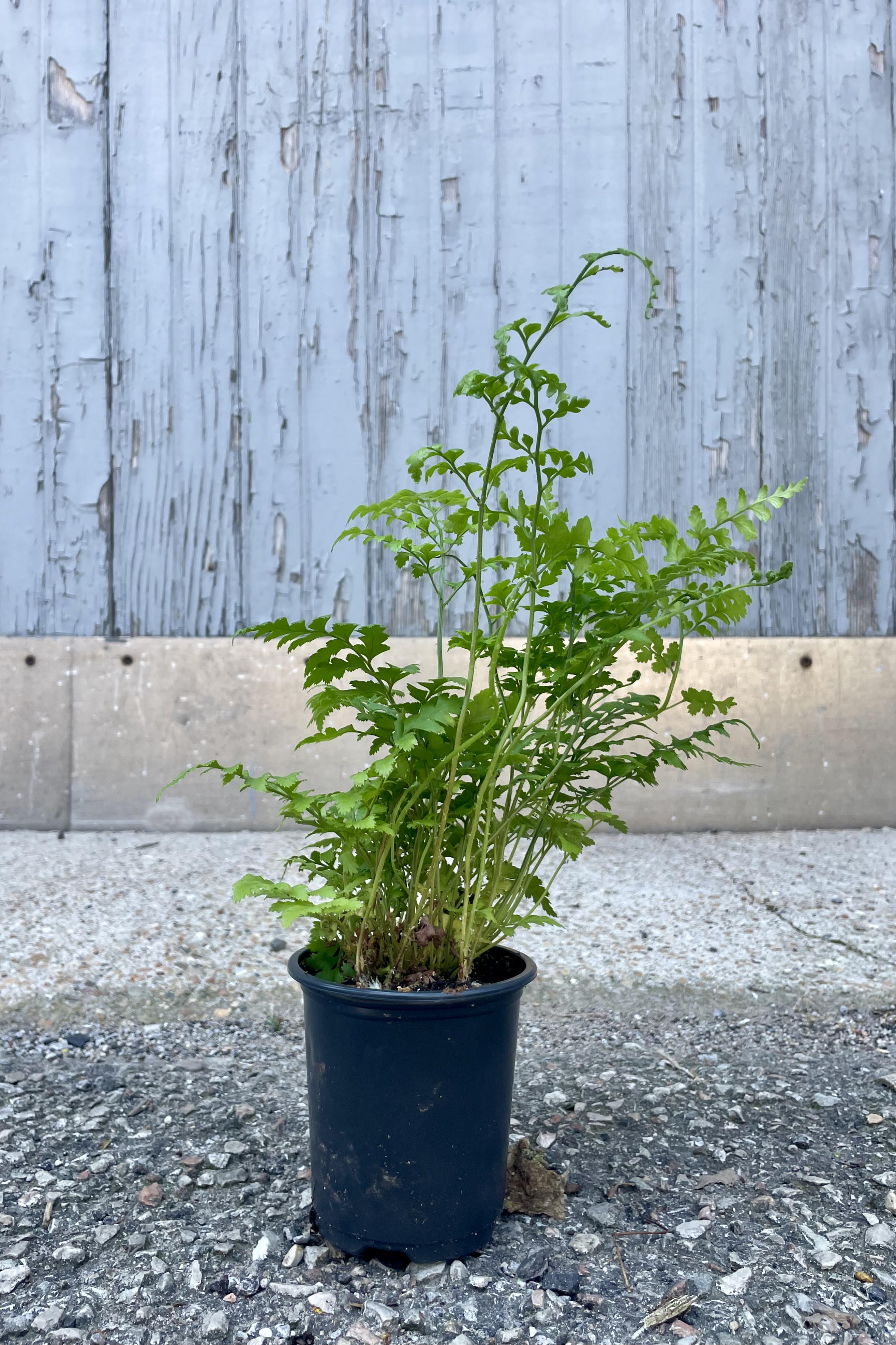 Photo from the front of the Rumohra "Leatherleaf" fern. The plant is in a black pot on a concrete surface and is shown in front of a gray wall. This fern has many fine green leaves.