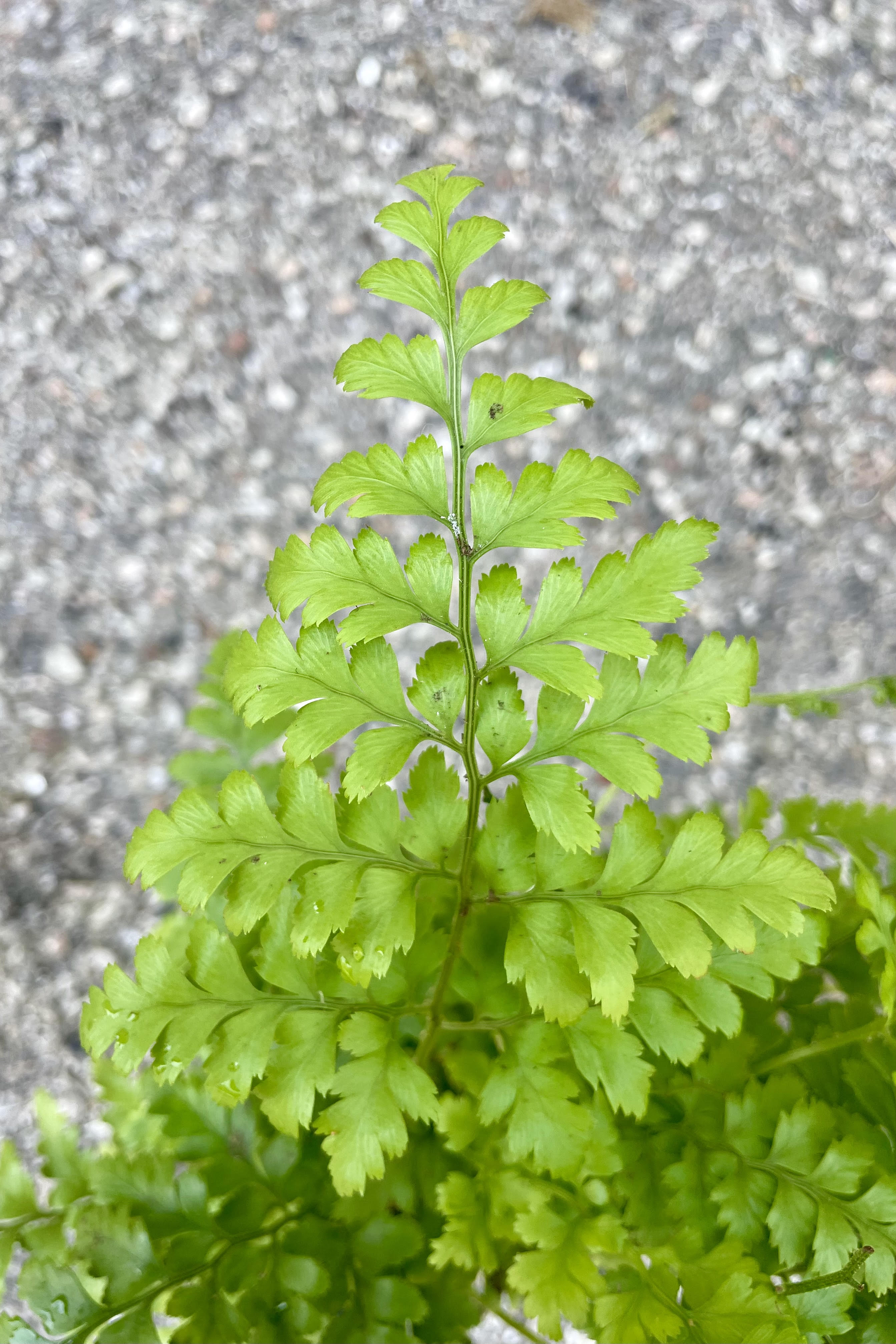 Close photo of the many leaflets of a Rumohra "Leatherleaf" fern. The leaves are shown against a cement background.