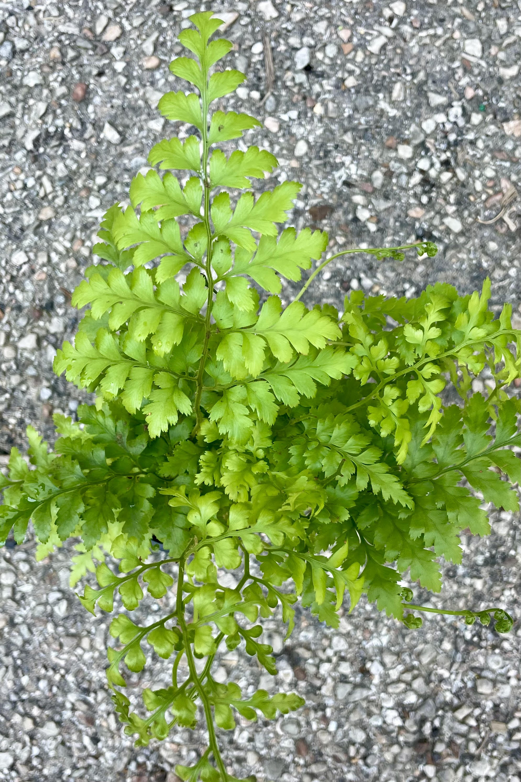 Photo from above of the many leaflets of a Rumohra "Leatherleaf" fern. The leaves are shown against a cement background.