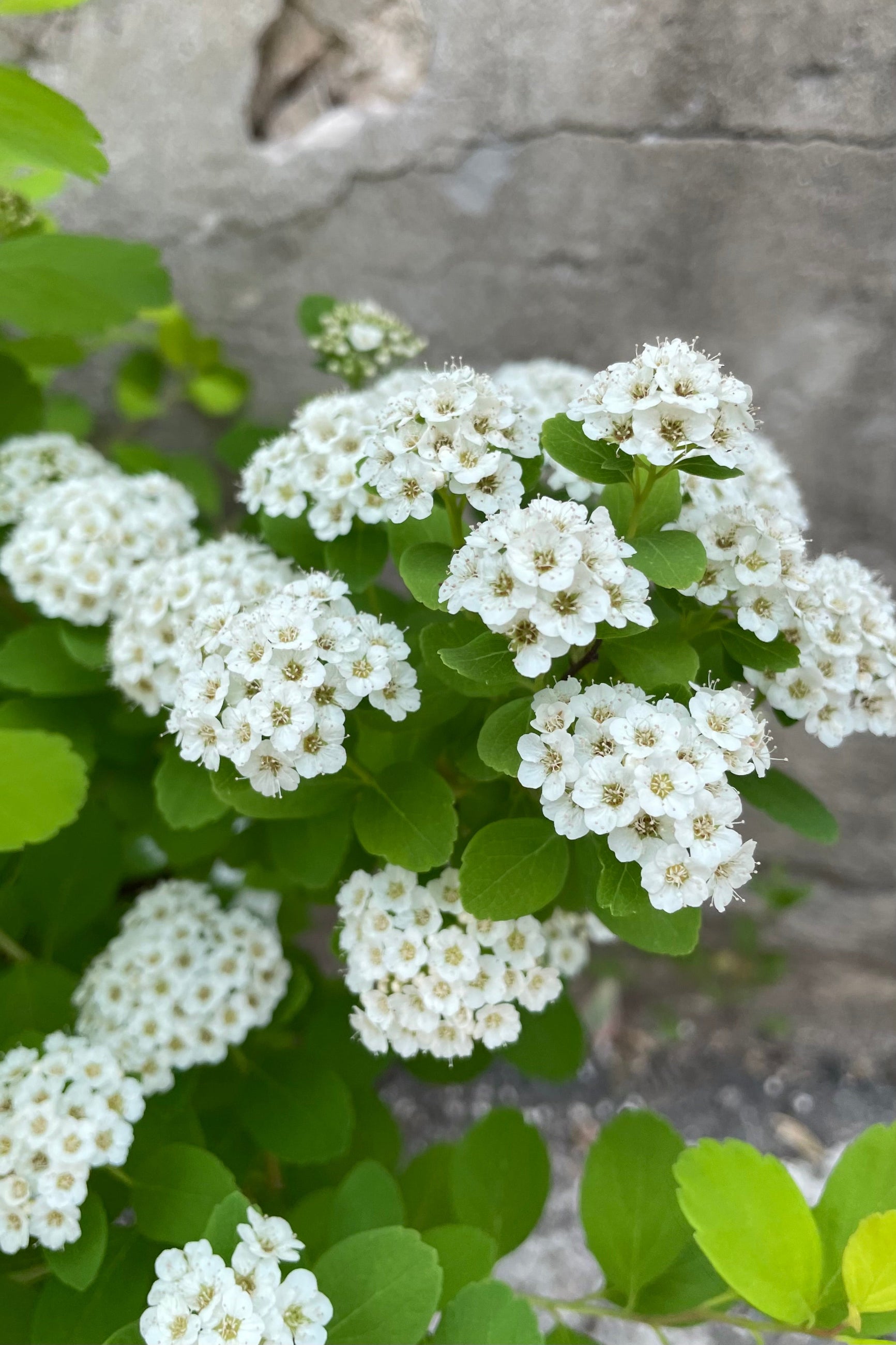 Spiraea 'Glow Girl' in bloom with its tiny white flowers mid to late may ©Sprout Home