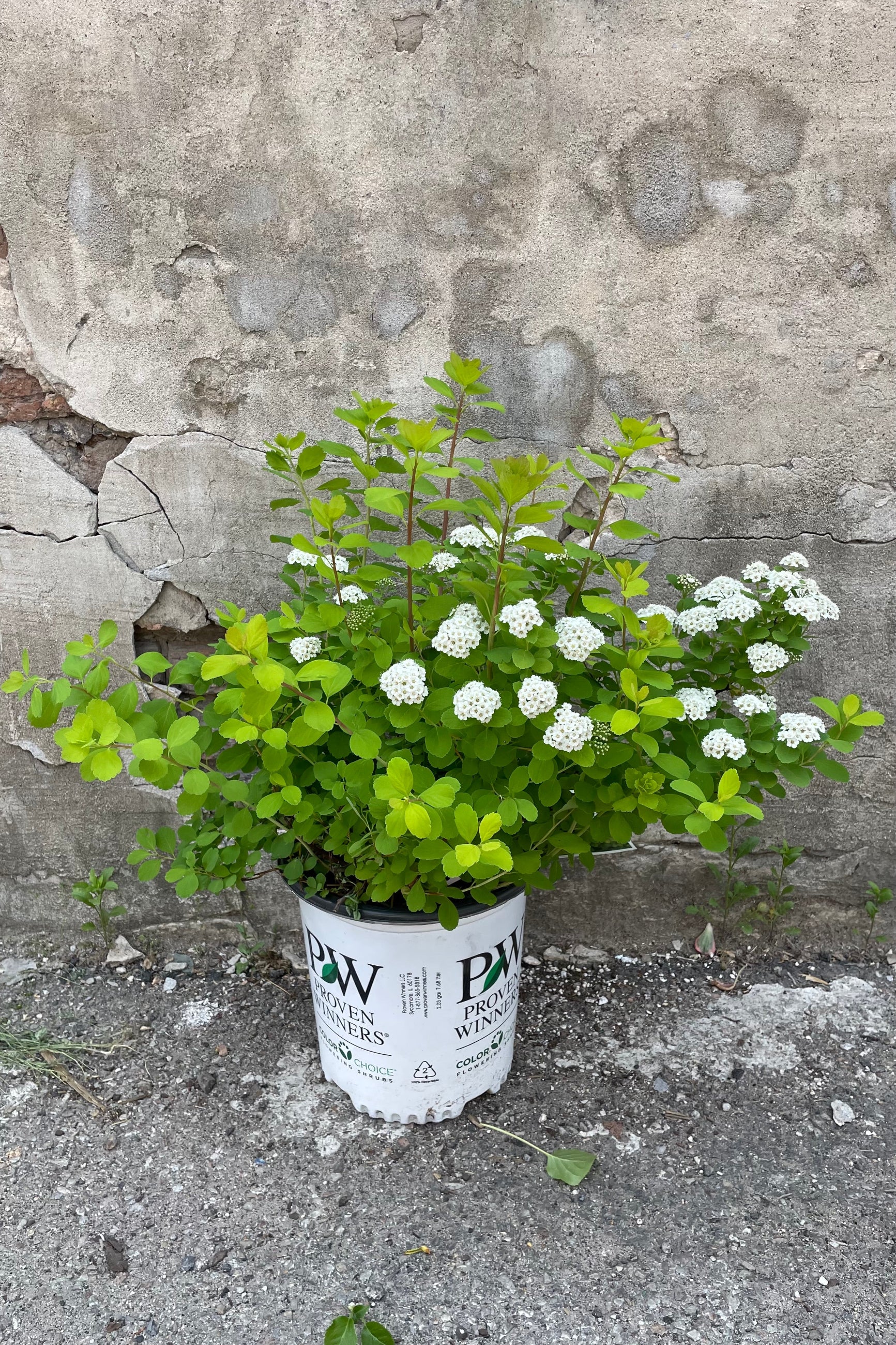Spiraea 'Glow Girl' in a #2 pot in bloom with small clusters of white flowers mid to late May ©Sprout Home