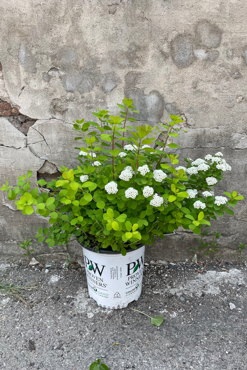 Spiraea 'Glow Girl' in a #2 pot in bloom with small clusters of white flowers mid to late May