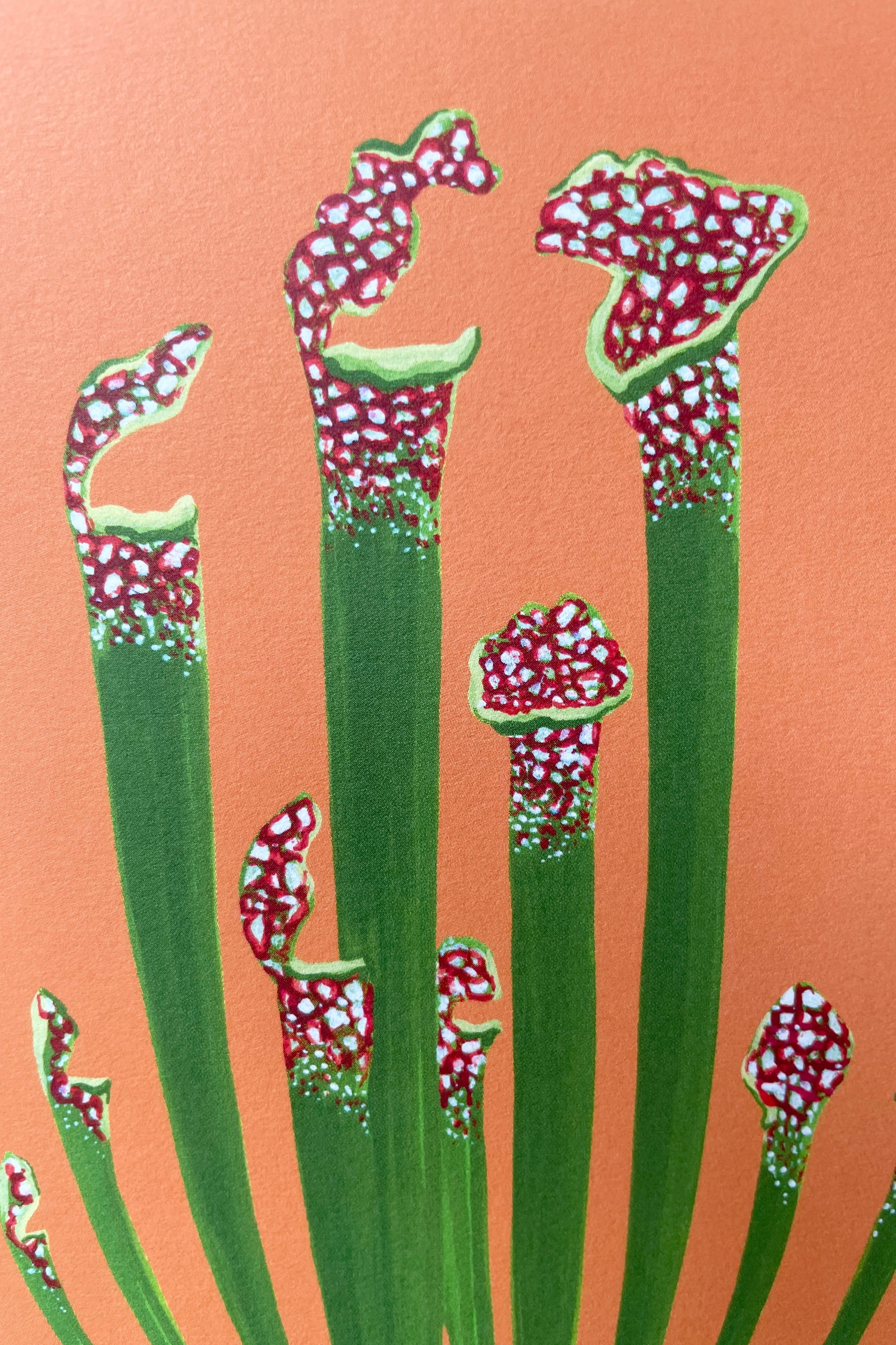 Pitcher Plant Greeting Card