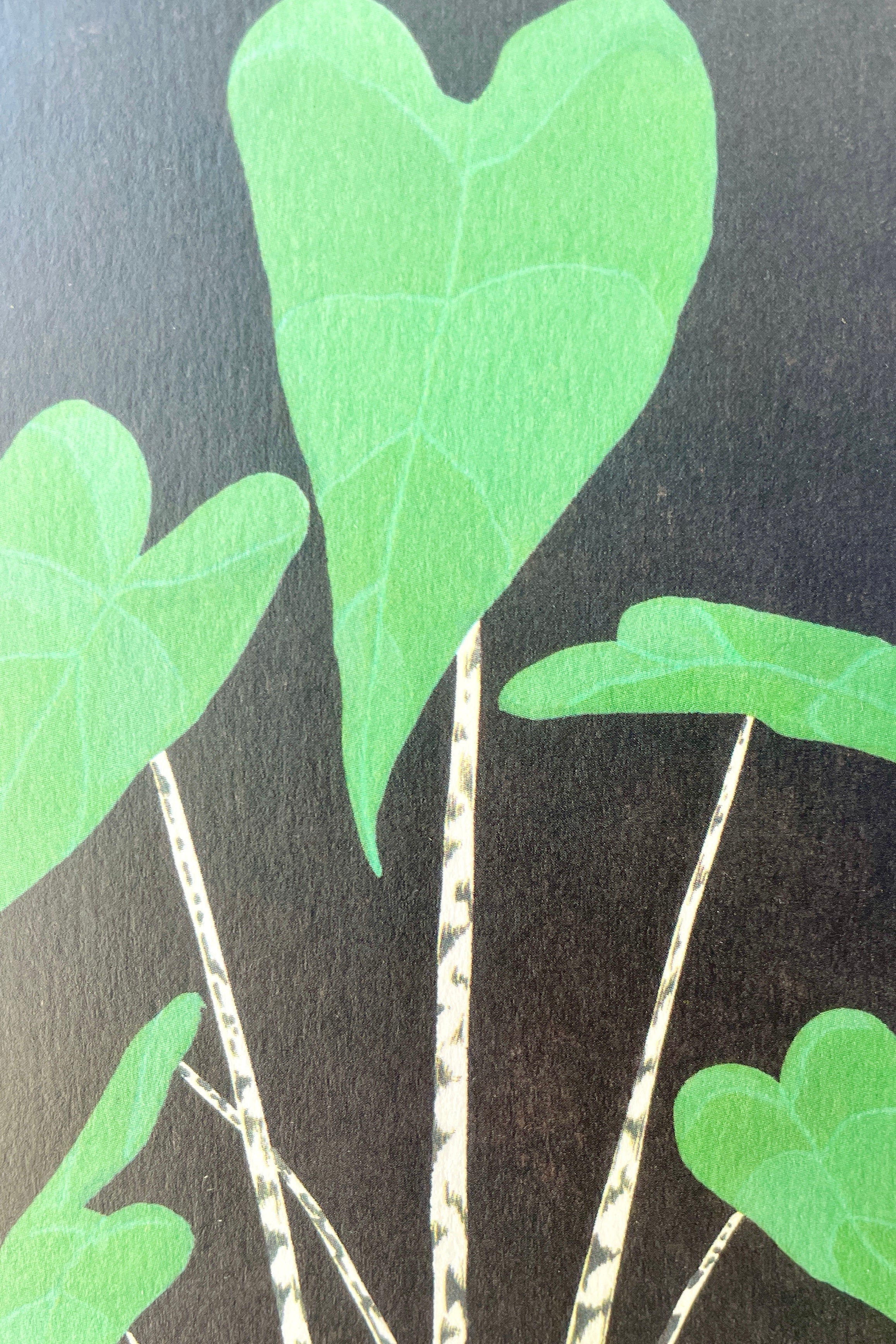 A close up picture of the Stengun alocasia zebrina card showing the detail of the green heart shaped leaves and striped stems.