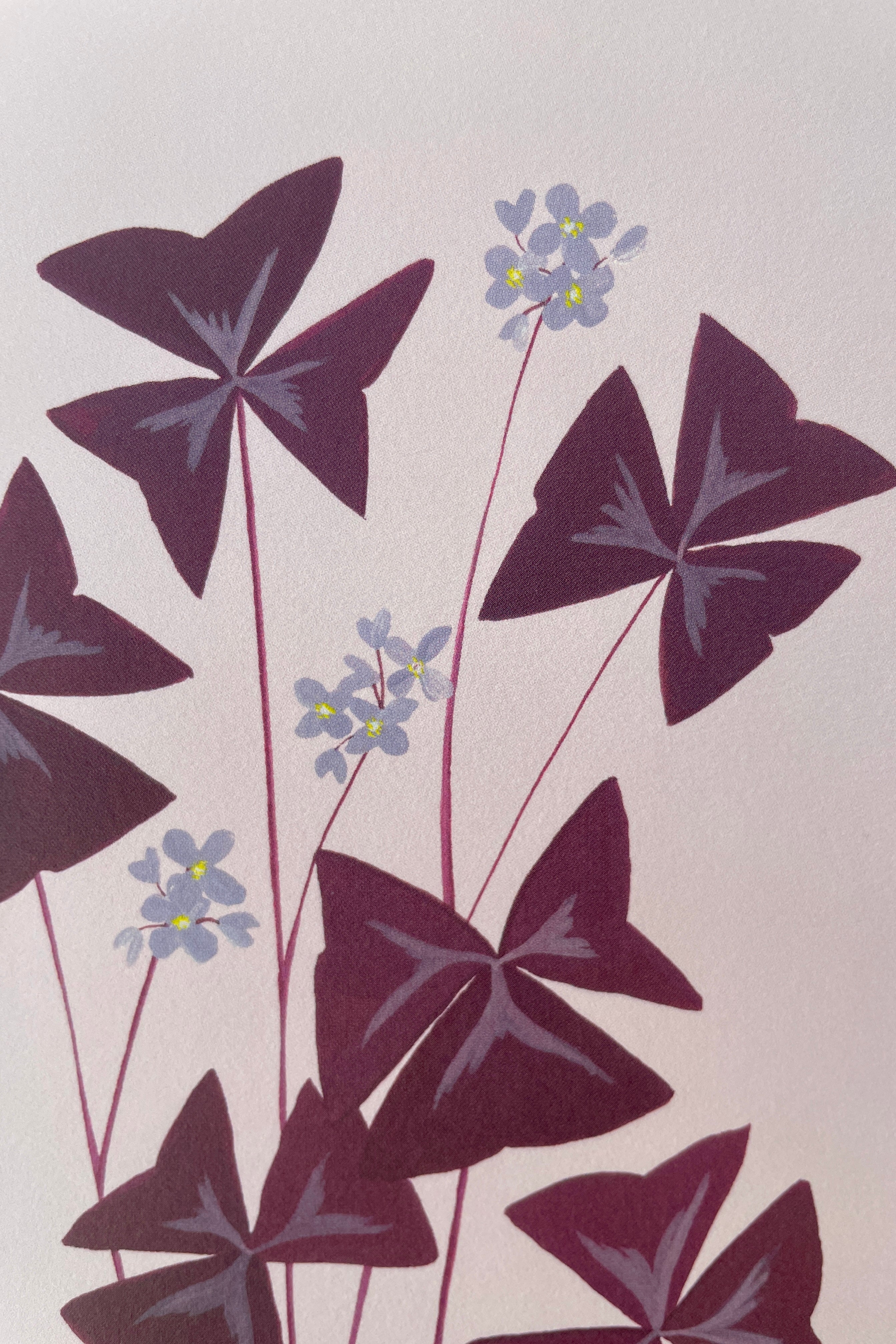 a detail of the Stengun Oxalis greeting card showing the detail of the purple leaves and the white flowers.